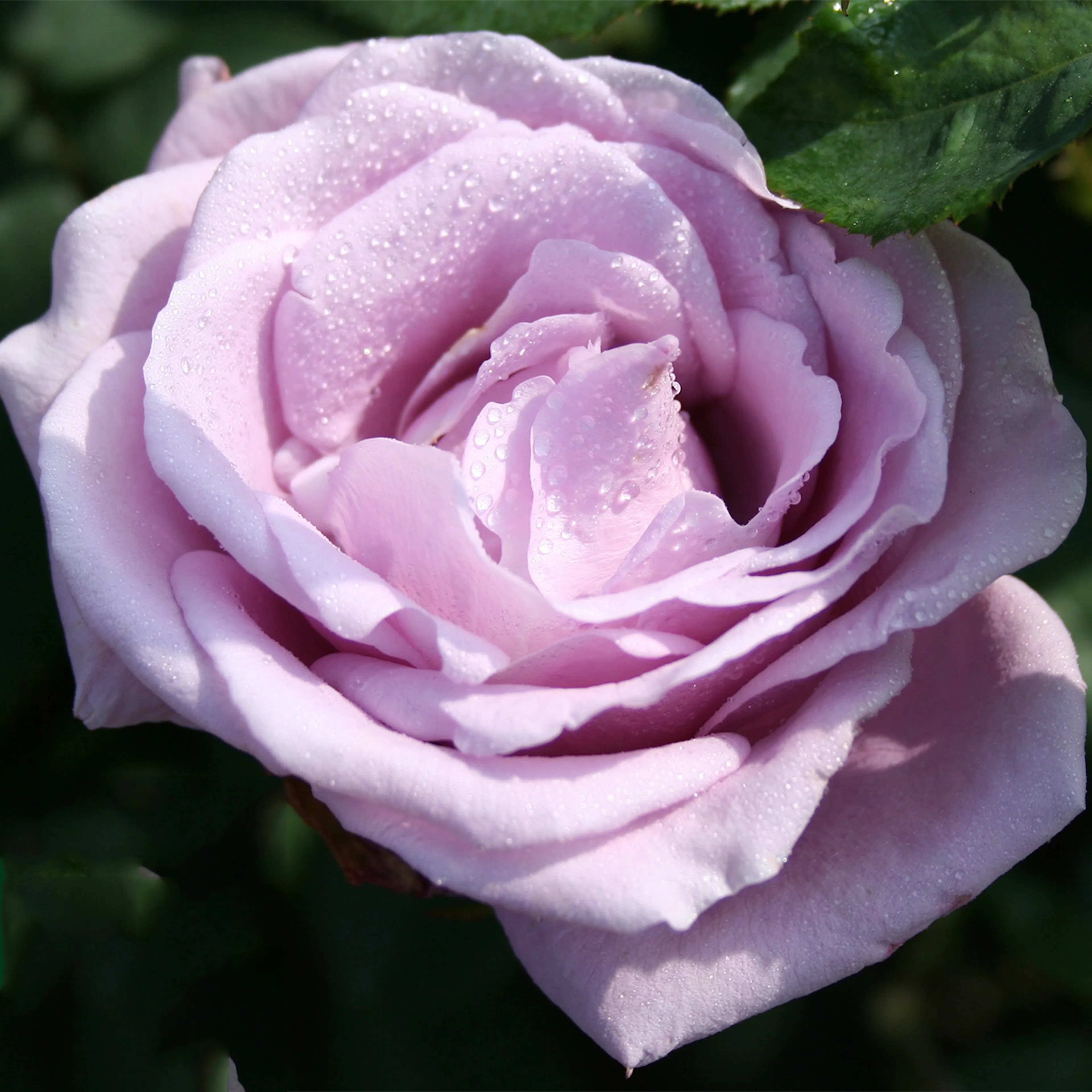 Rosa "Gigi", 10-pack 10-pack
