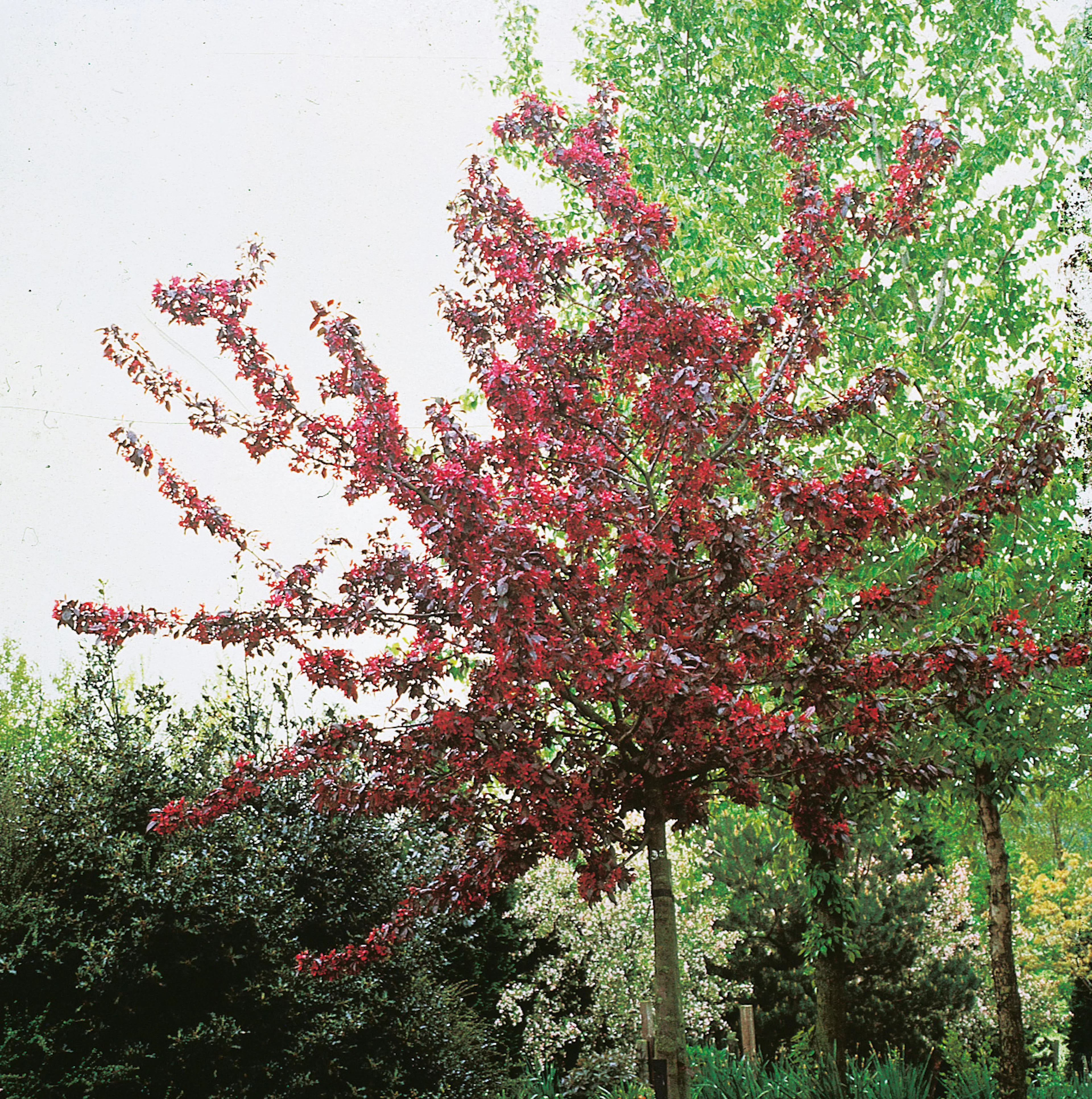 Prydnadsträd Purpurapel (Royalty) Omnia Garden 100-120 cm