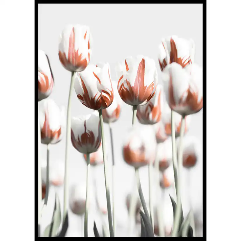 Poster Gallerix Dutch Tulips