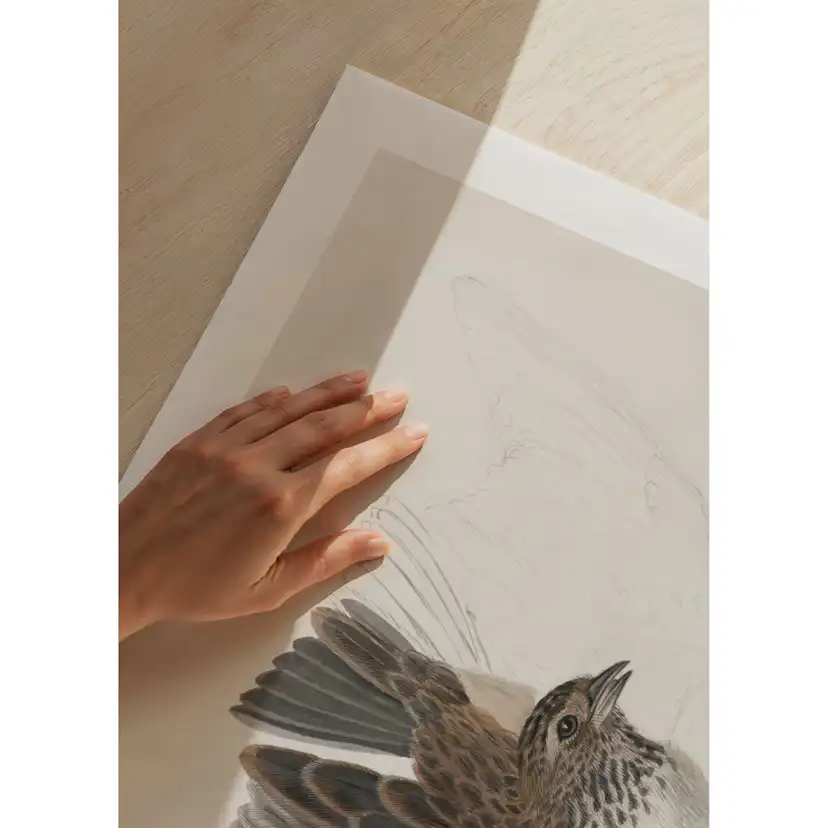 Poster Gallerix A Bird With Wings Spread By James Sowerby