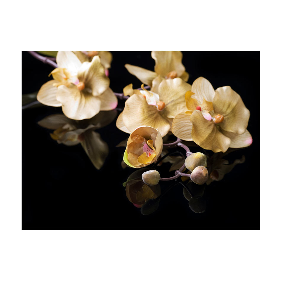 Fototapet Arkiio Orchids In Ecru Color