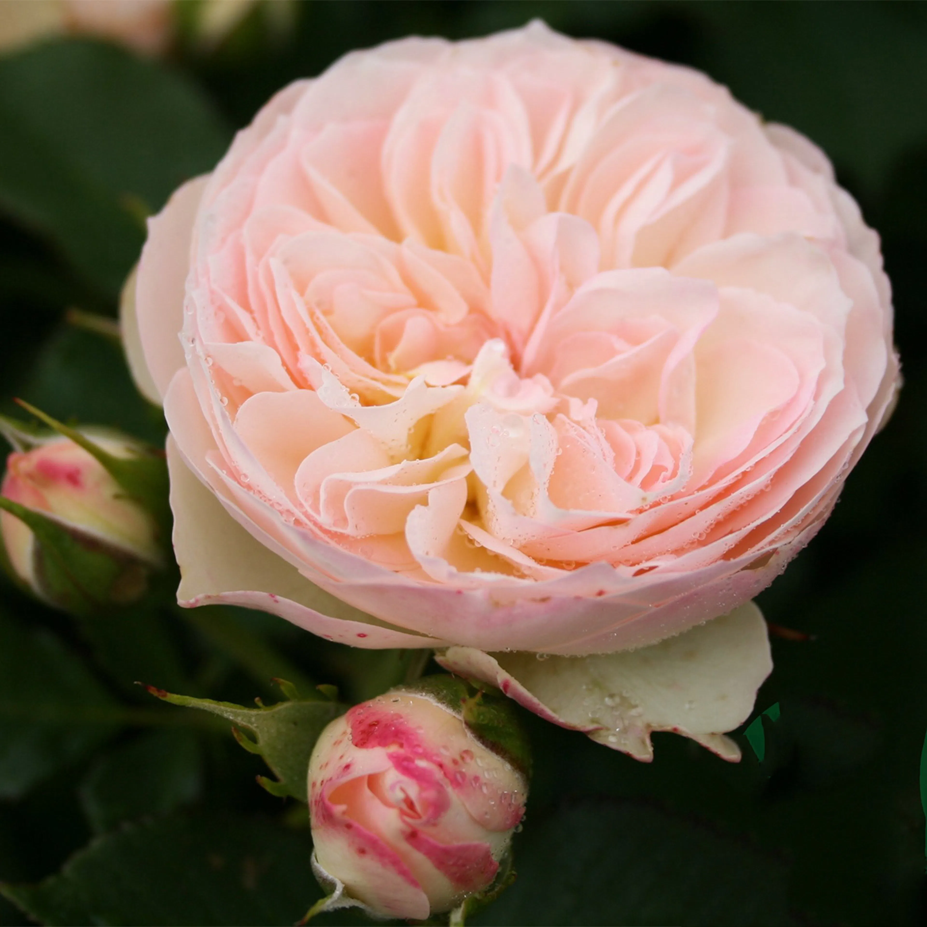 Rosa "Pastella", 5-pack 5-pack