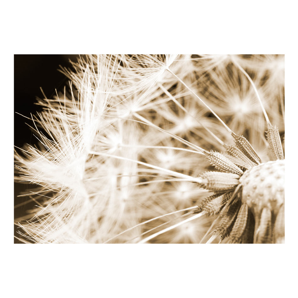 Fototapet Arkiio Dandelion Sepia