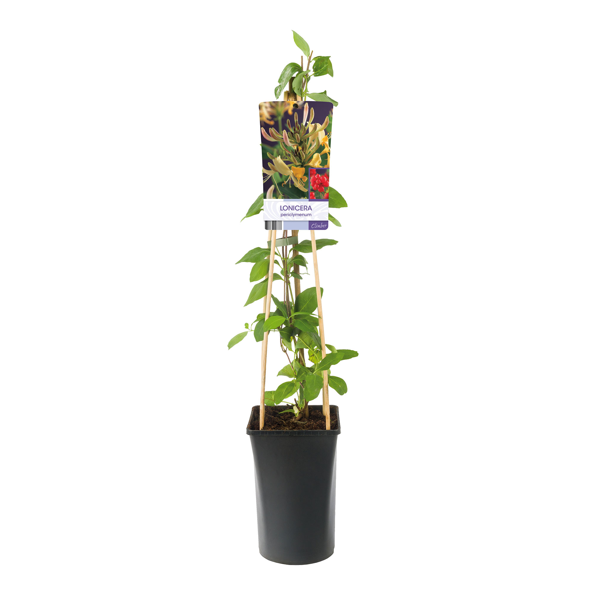 Klätterväxt Vildkaprifol Omnia Garden Lonicera Periclymenum 40-60 cm