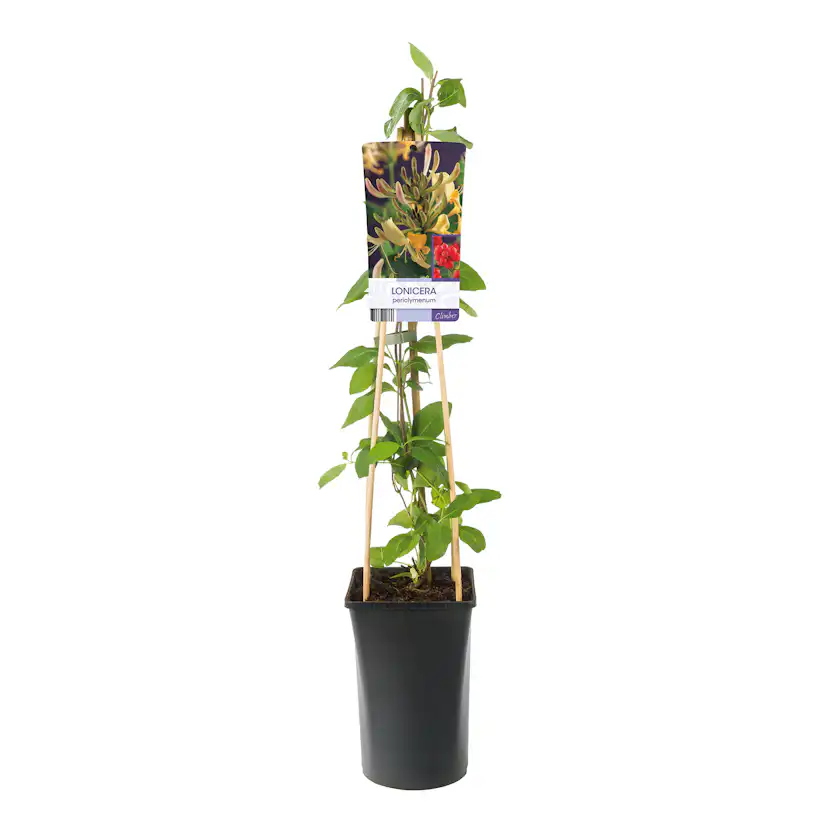 Klätterväxt Vildkaprifol Omnia Garden Lonicera Periclymenum 40-60 cm