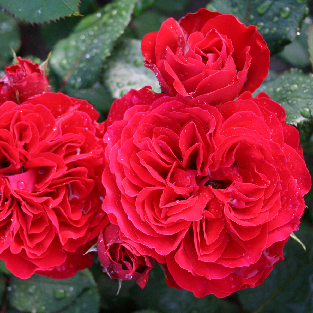 Flerblommig Rabattros Omnia Garden Look Good Feel Better
