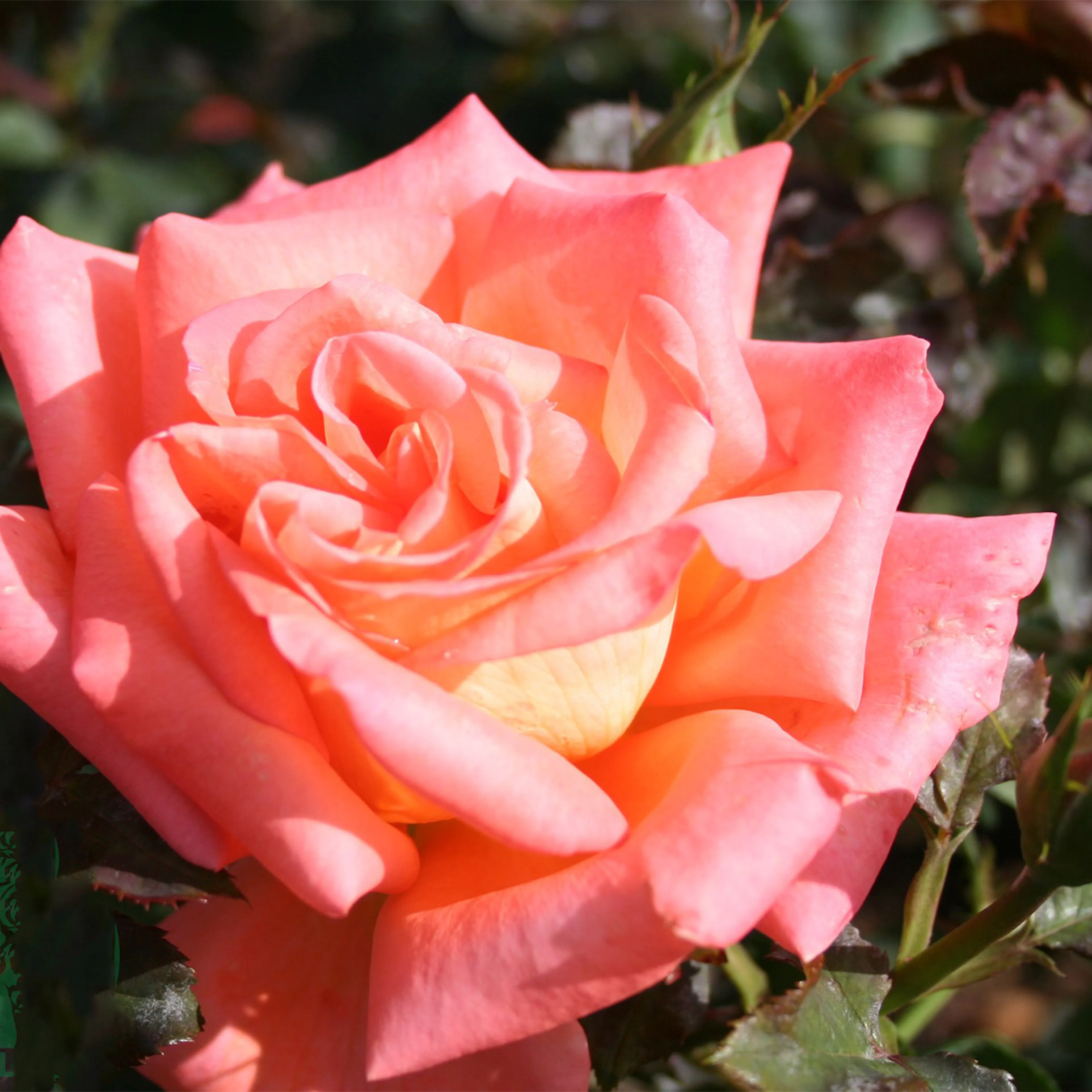 Rosa "Victor Borge", 5-pack 5-pack