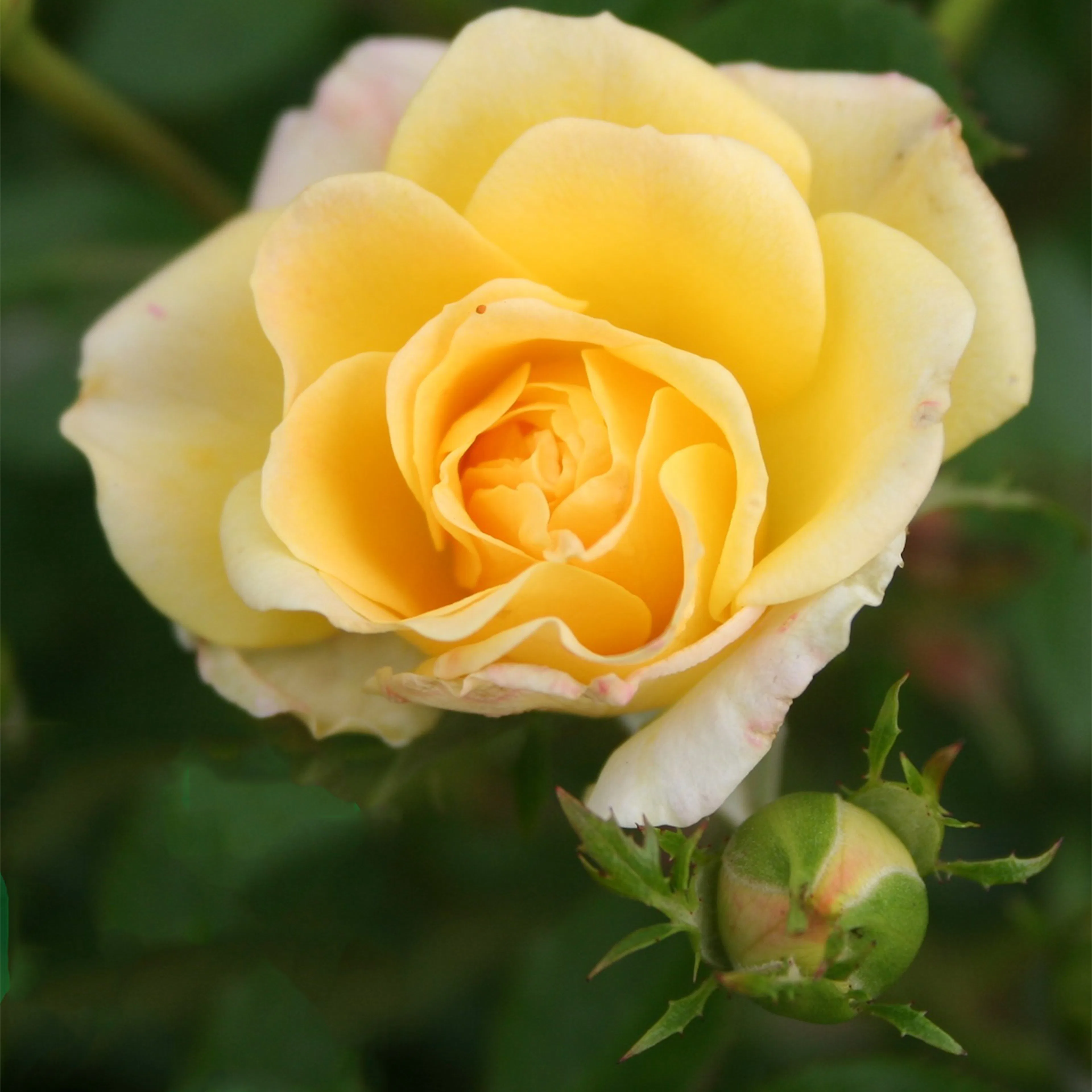 Rosa "Yellow Fairy", 5-pack 5-pack