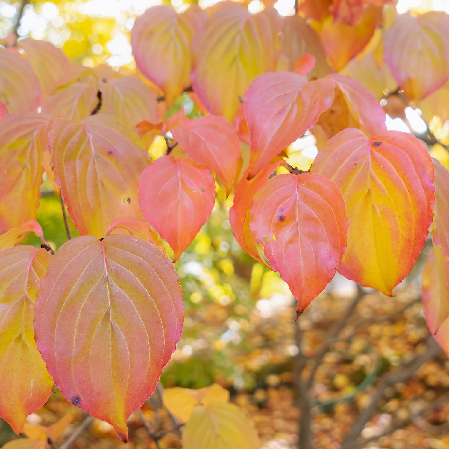 Prydnadsbuske Omnia Garden Solitär Bergkörsbär med Rosa Blomning & Grönt Lövverk, 150-200cm
