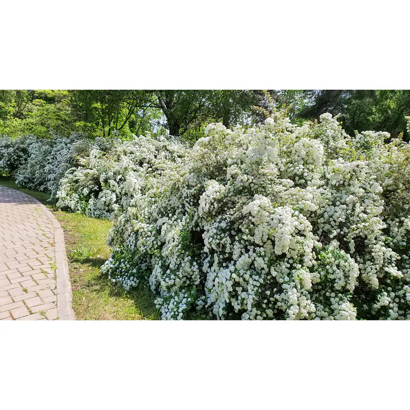 Planta Bukettspirea Omnia Garden 30-50cm Krukodlade