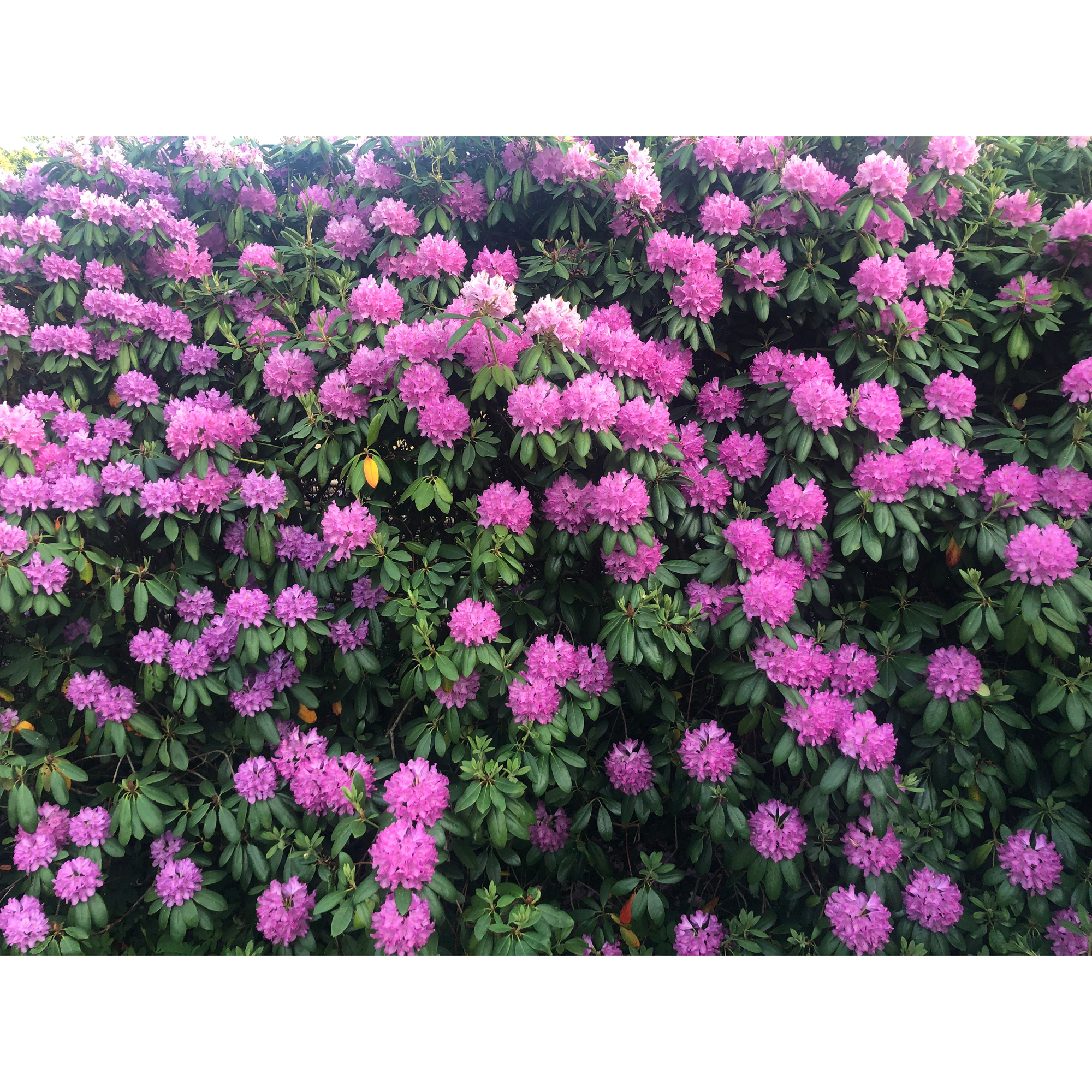 Rhododendron Omnia Garden Roseum Elegans Rosalila Buske 30-40 cm