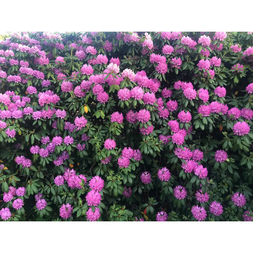 Rhododendron Omnia Garden Roseum Elegans Rosalila Buske 30-40 cm