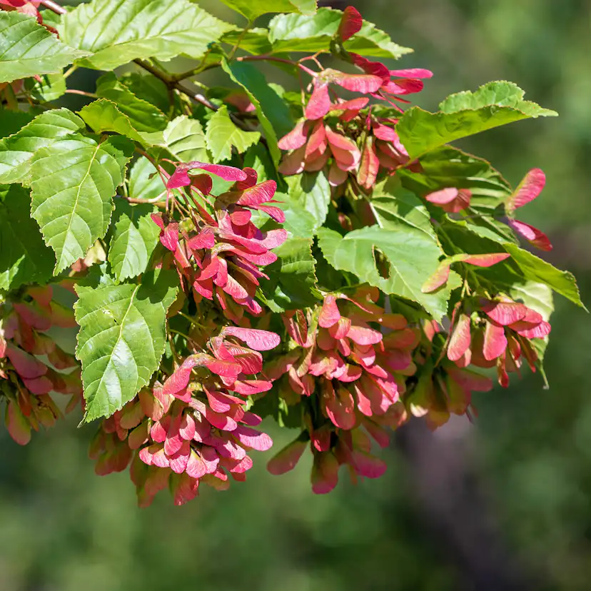 Prydnadsbuske Omnia Garden Ginnalalönn, Vit Blomning, 150-200cm