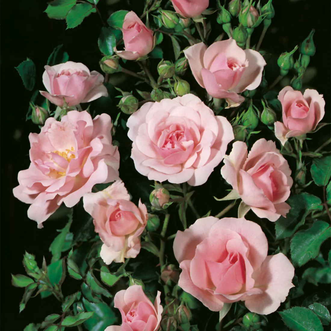 Flerblommig Rabattros Omnia Garden Bonica