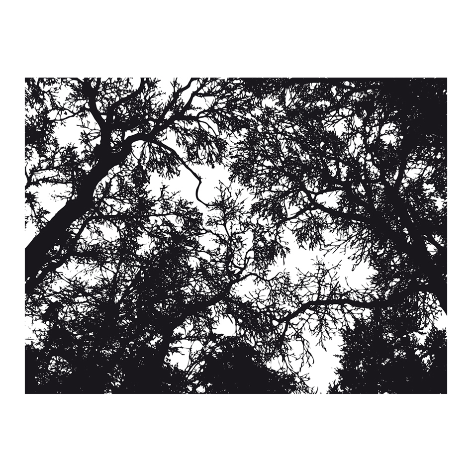 Fototapet Arkiio Bleak Forest