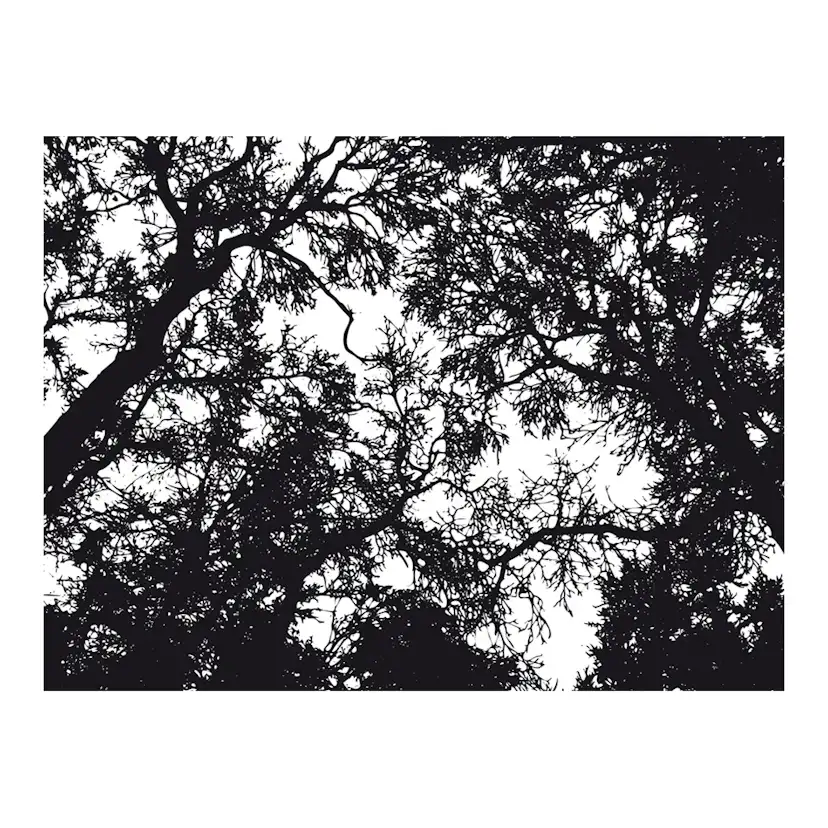 Fototapet Arkiio Bleak Forest