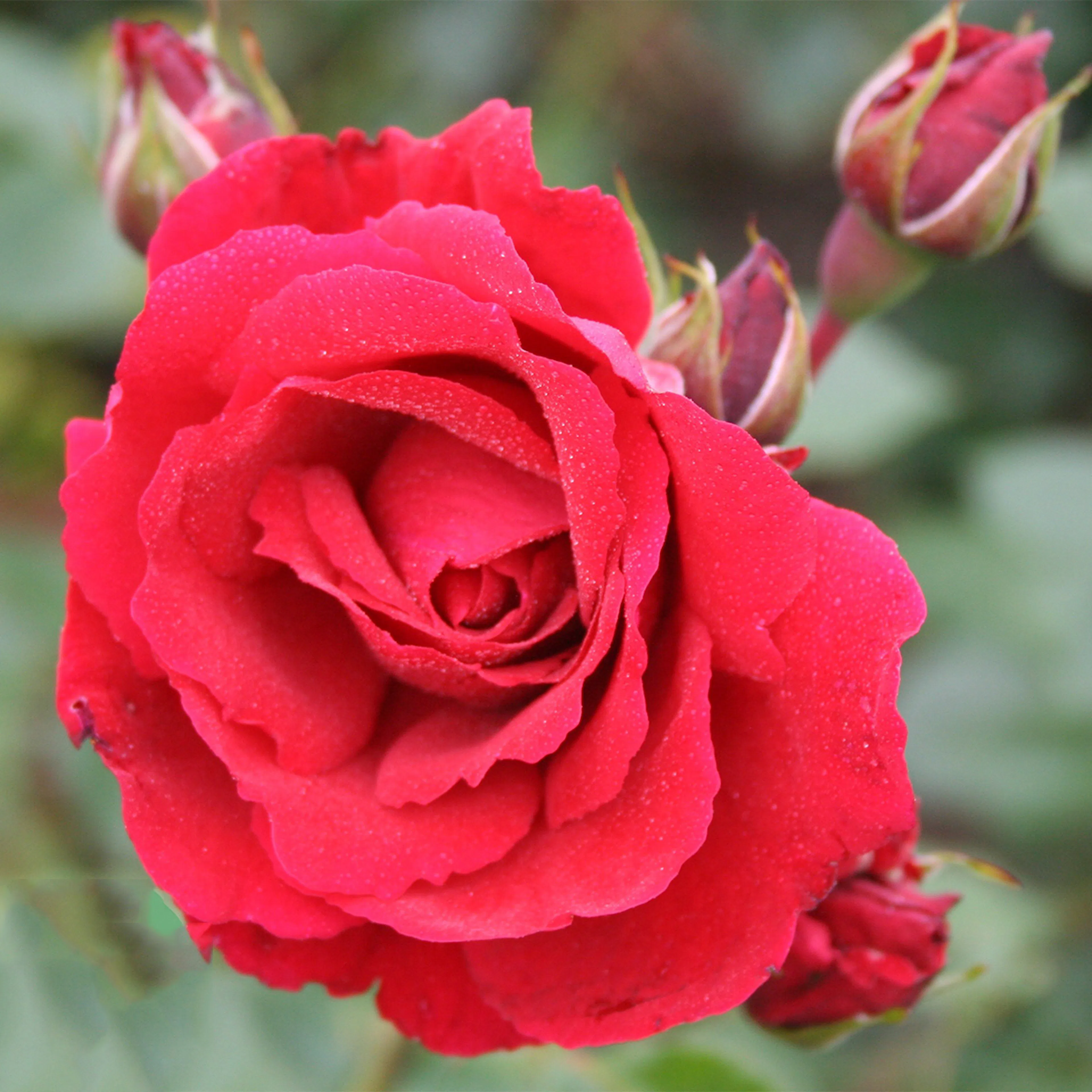 Rosa "Sympathie", 5-pack 5-pack
