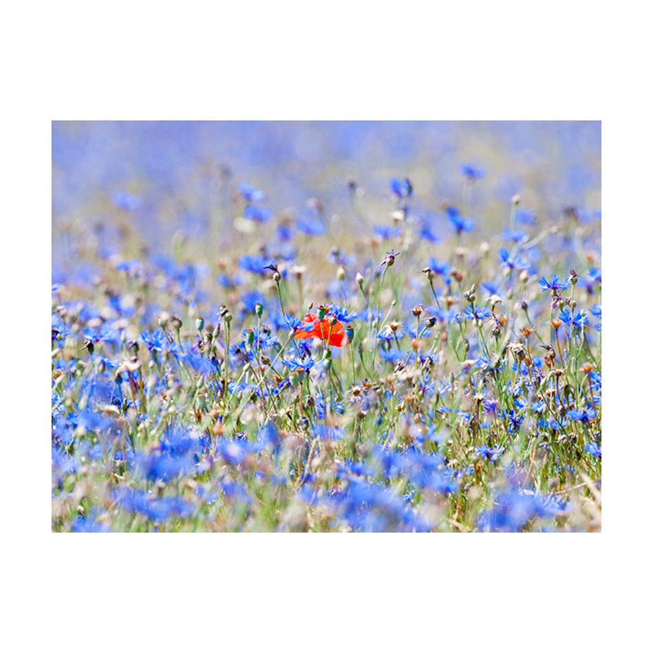 Fototapet Arkiio En Sky Färgad Äng Cornflowers