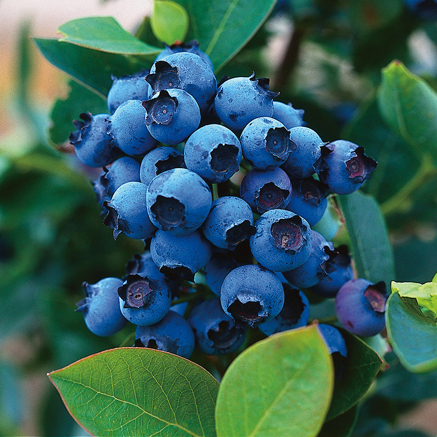 Buske Hybrid Blåbär Omnia Garden North Country 30-40 cm