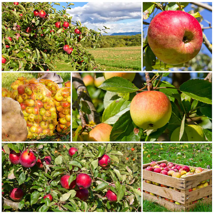 Äppelträd Omnia Garden Malus domestica