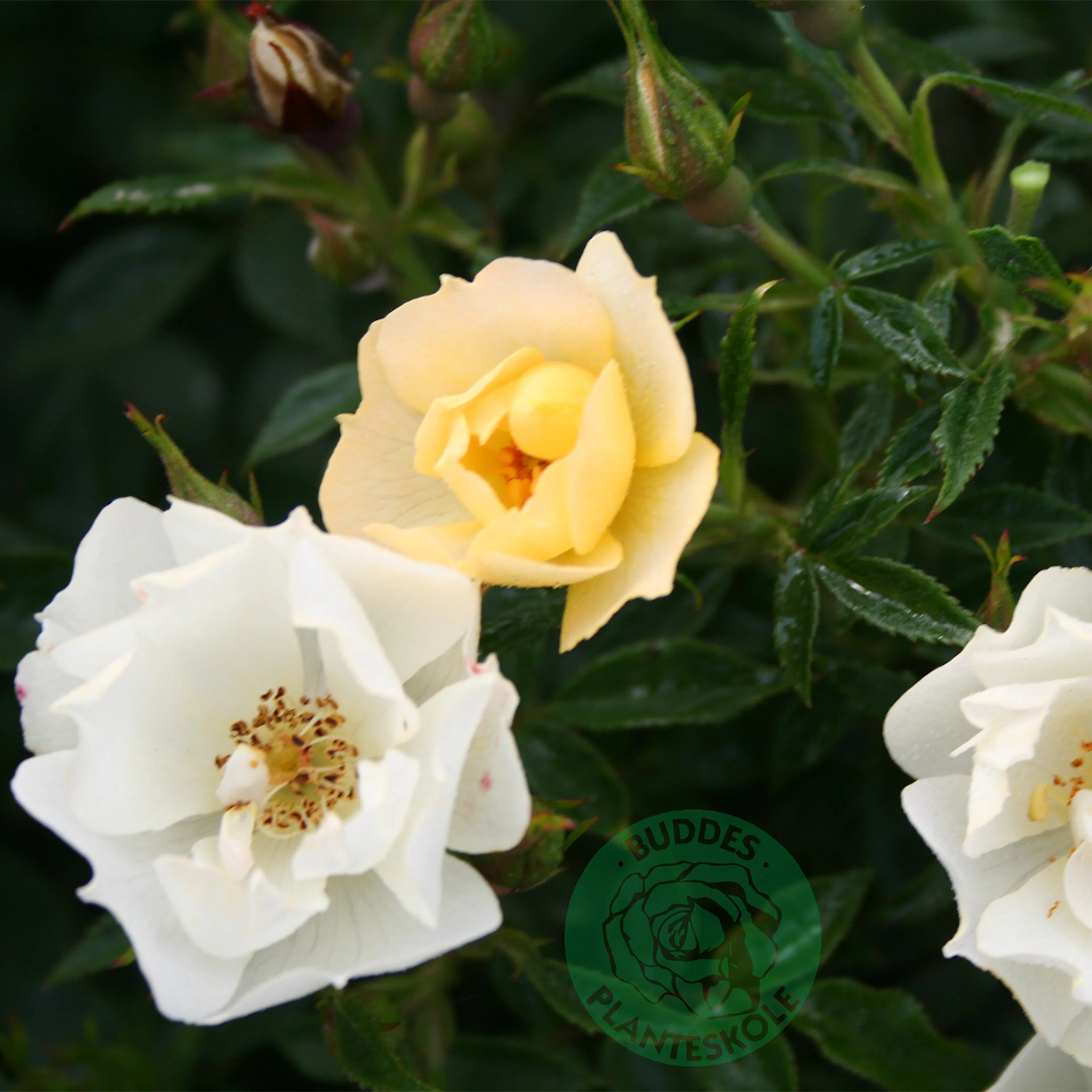 Rosa "Sun Cover", 10-pack 10-pack