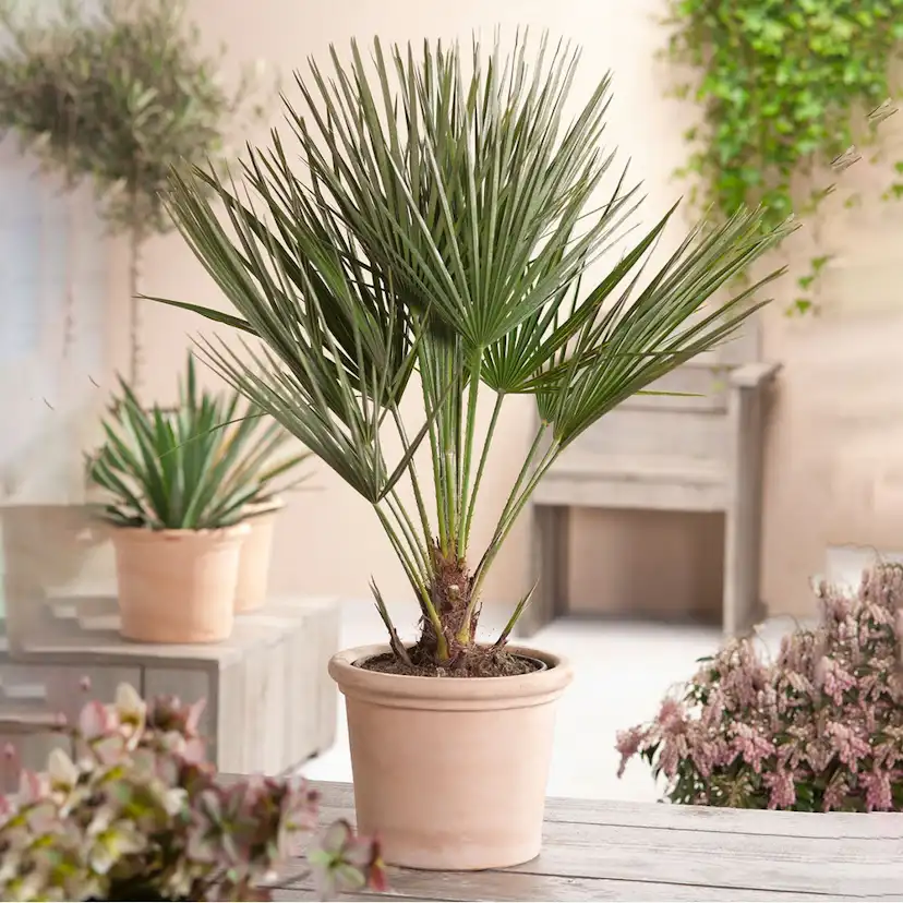 Europeisk Dvärgpalm Omnia Garden
