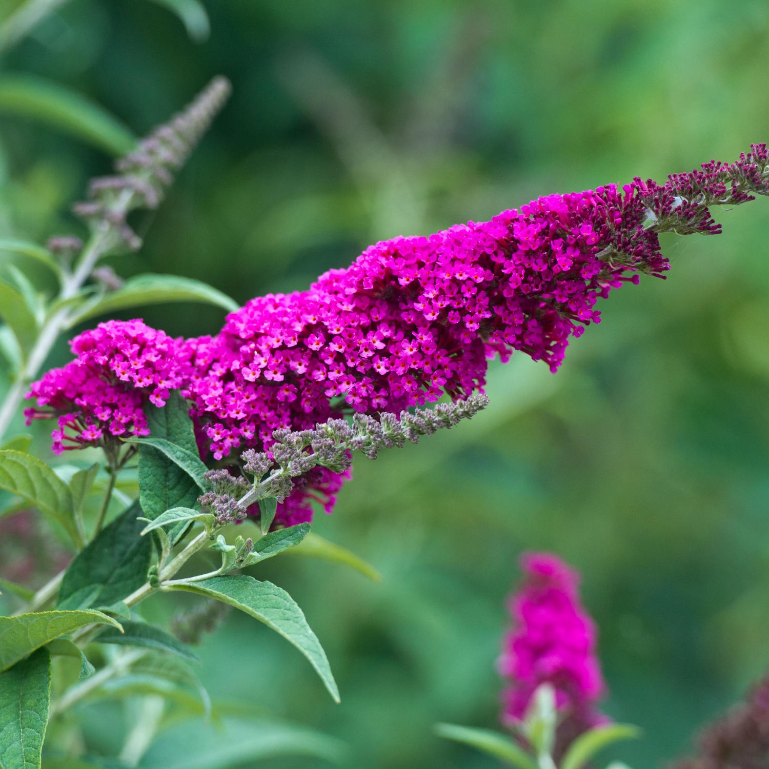 Prydnadsbuske Omnia Garden Syrénbuddleja Fjärilsbuske Miss Ruby