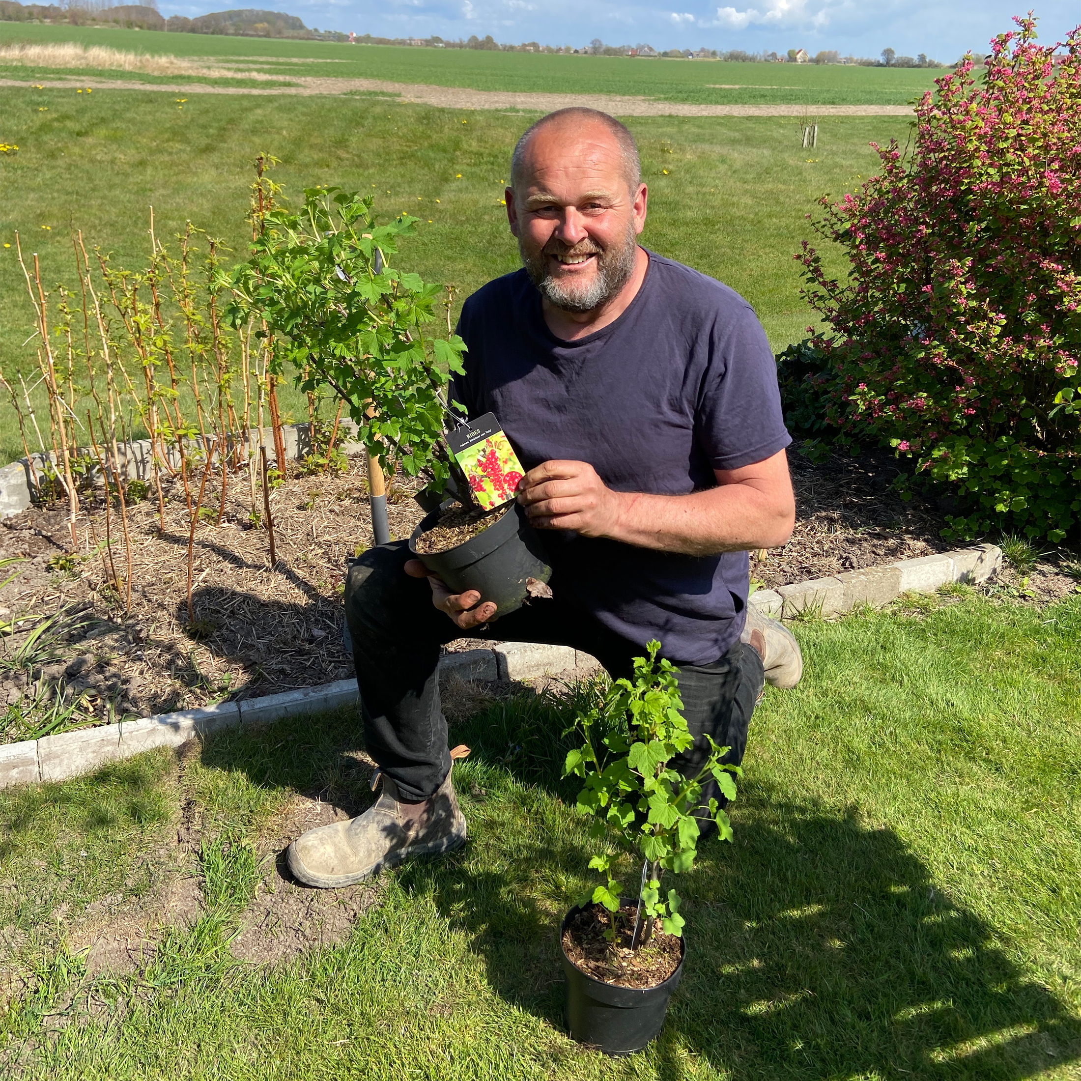 Buske Röda Vinbär Omnia Garden Jonkheer Van Teets 30-50 cm