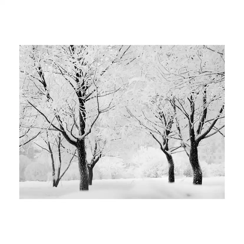 Fototapet Arkiio Träd Vinter Landskap