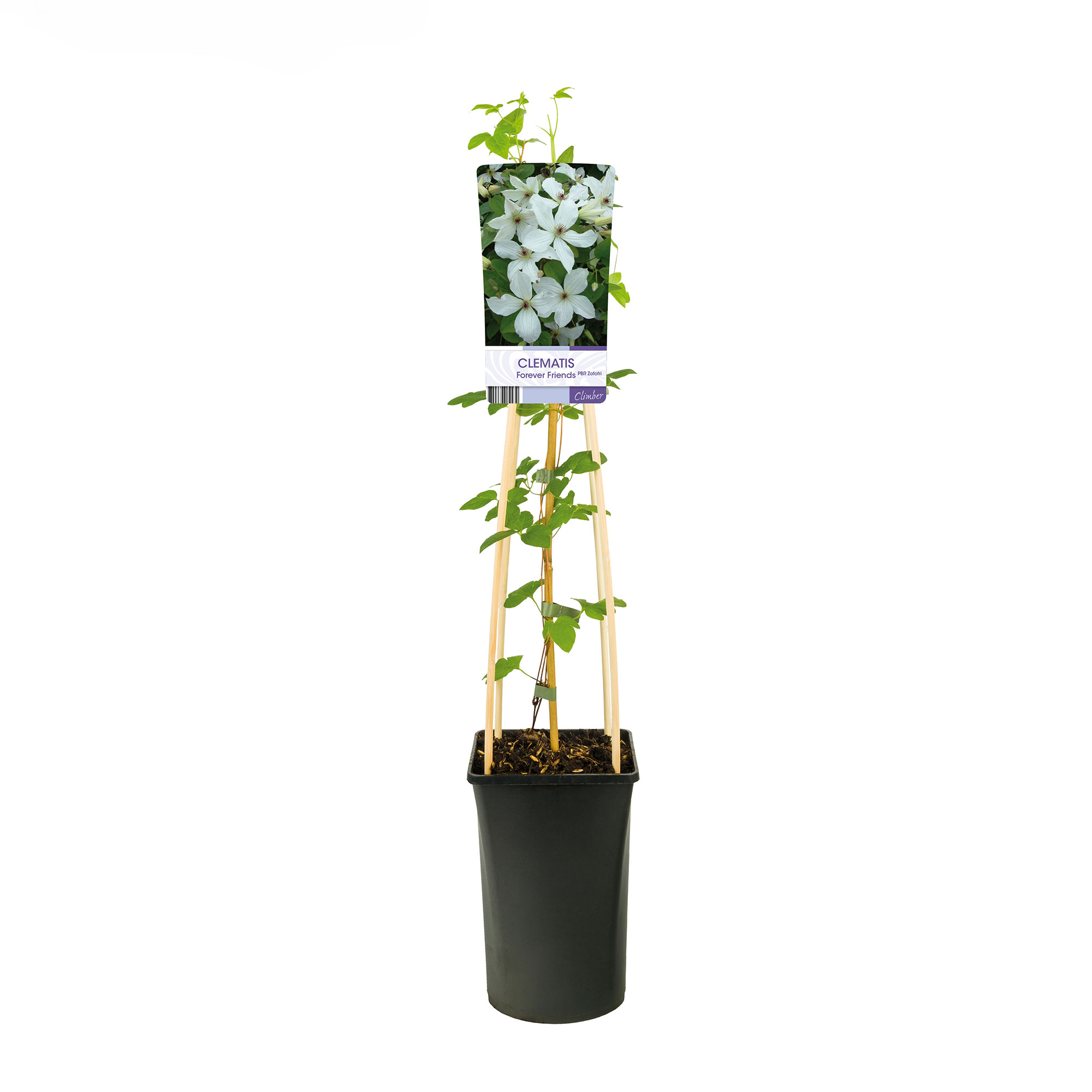 Klätterväxt Sen Storblommig Klematis Omnia Garden Forever Friends 40-60 cm