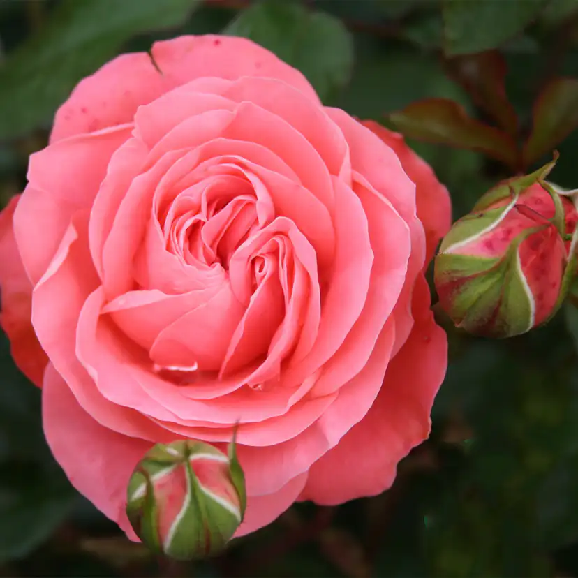 Flerblommig Rabattros Omnia Garden Schackenborg