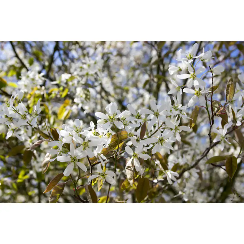 Planta Häggmispel Omnia Garden 20-40cm Krukodlade