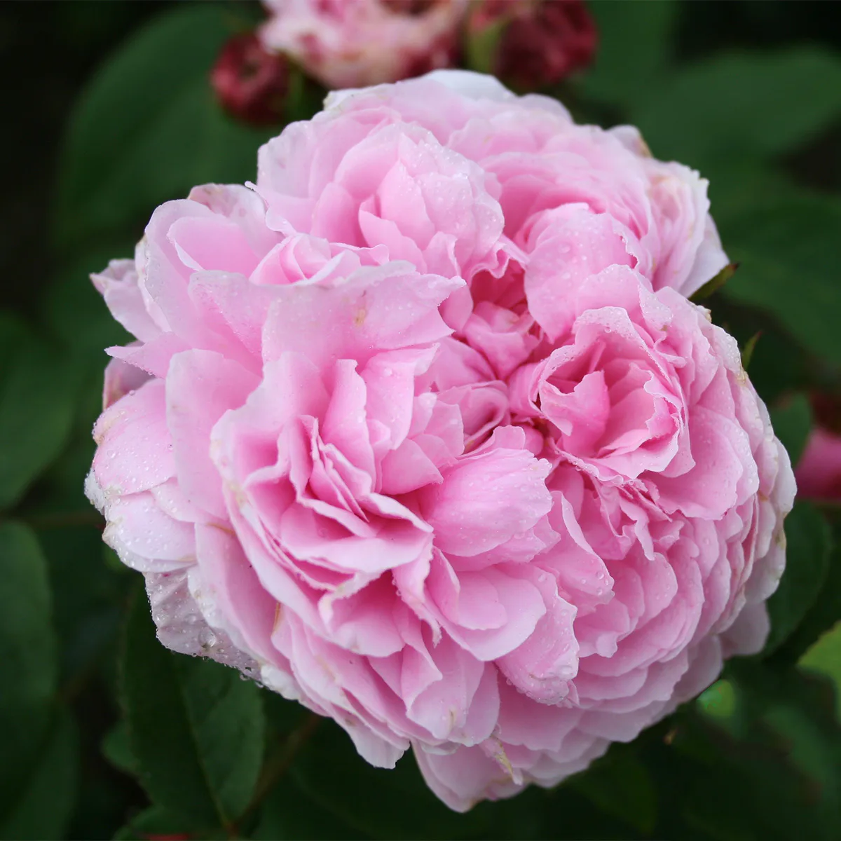 Storblommig Buskros Omnia Garden Jacques Cartier
