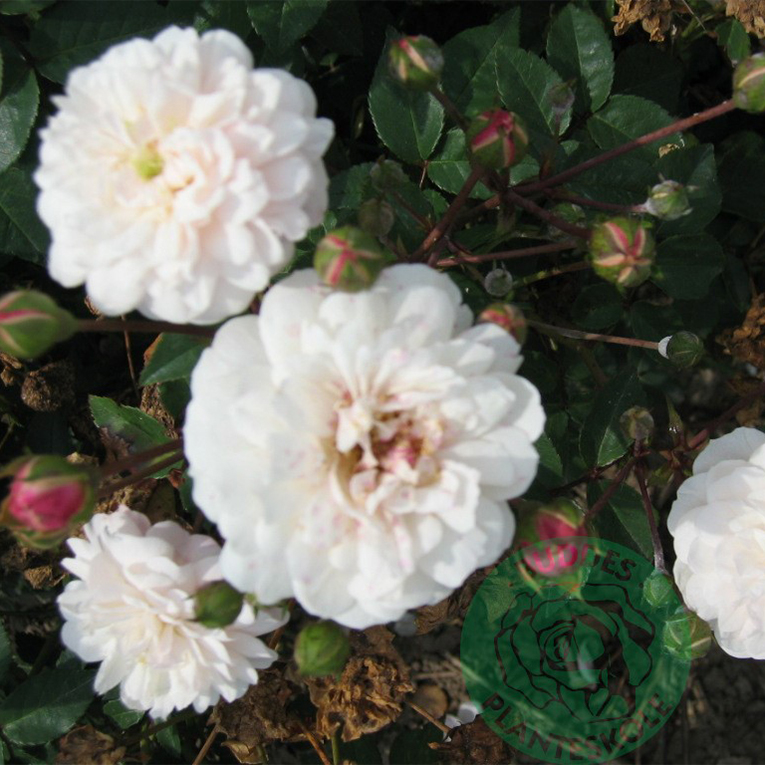 Storblommig Buskros Omnia Garden Little White Pet