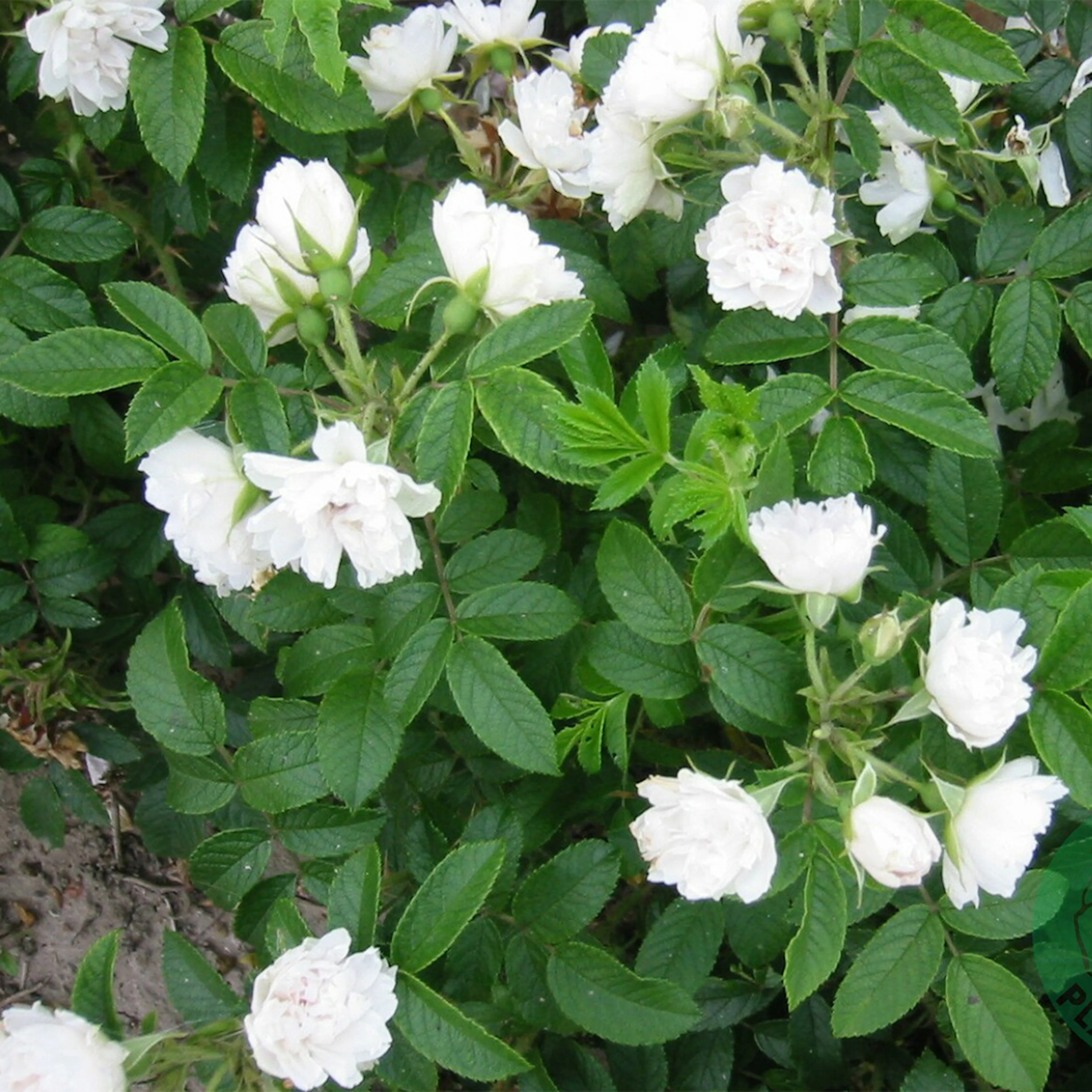 Rosa "White Grootendorst", 10-pack 10-pack