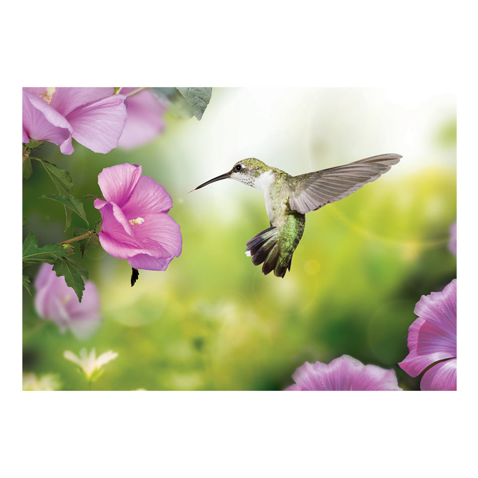Fototapet Arkiio Humming Bird