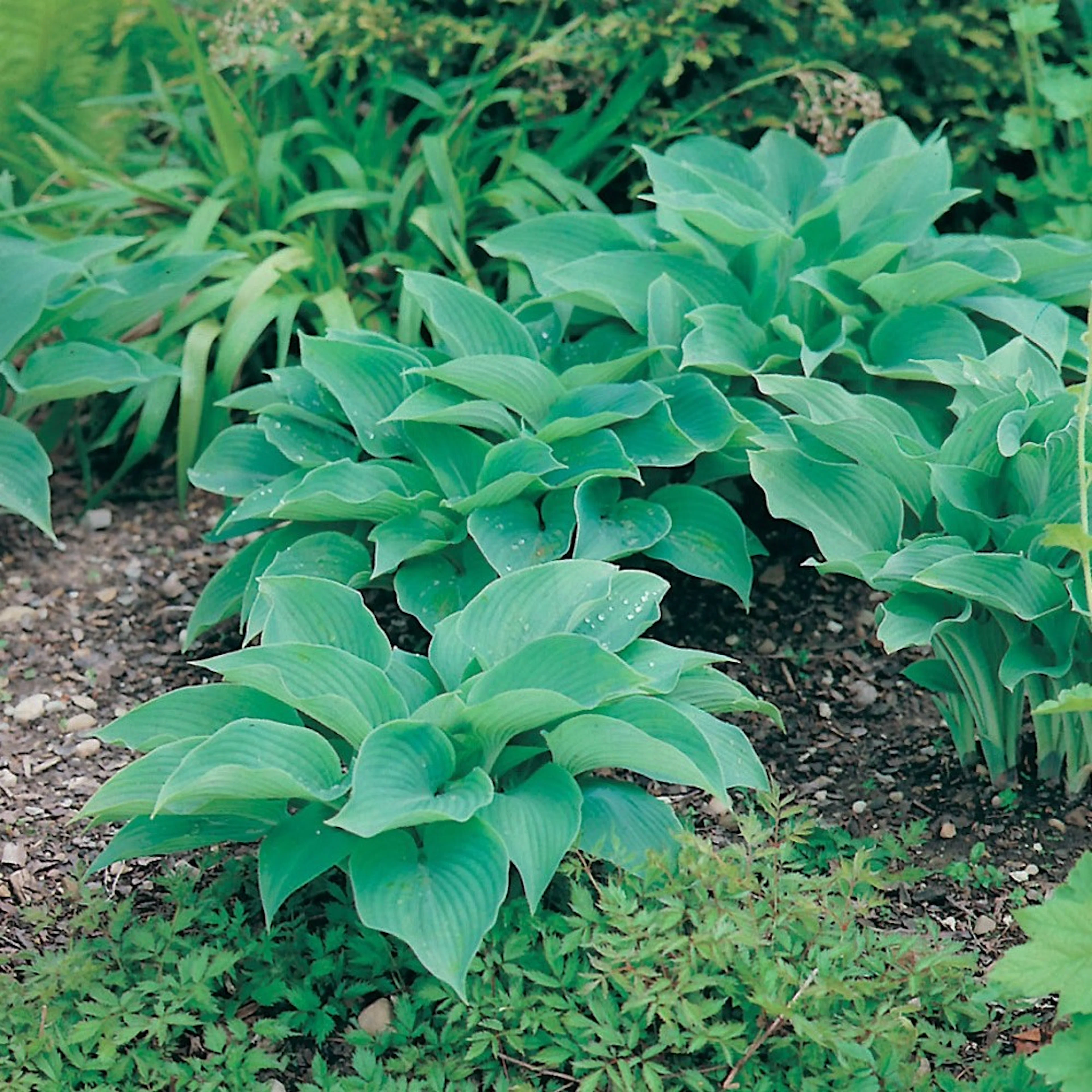 Planta Omnia Garden Daggfunkia Sieboldiana