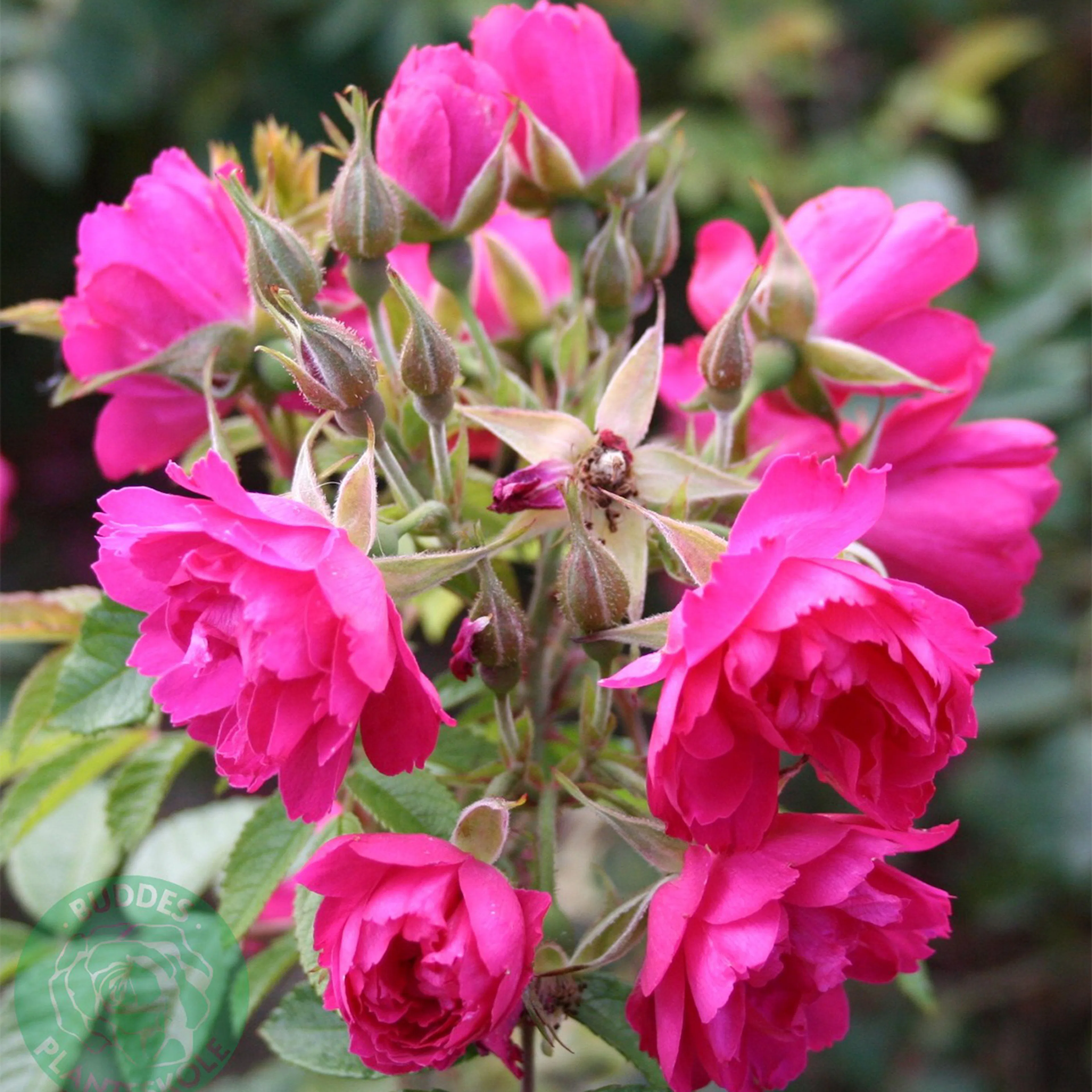 Rosa "Fj. Grootendorst", 10-pack 10-pack