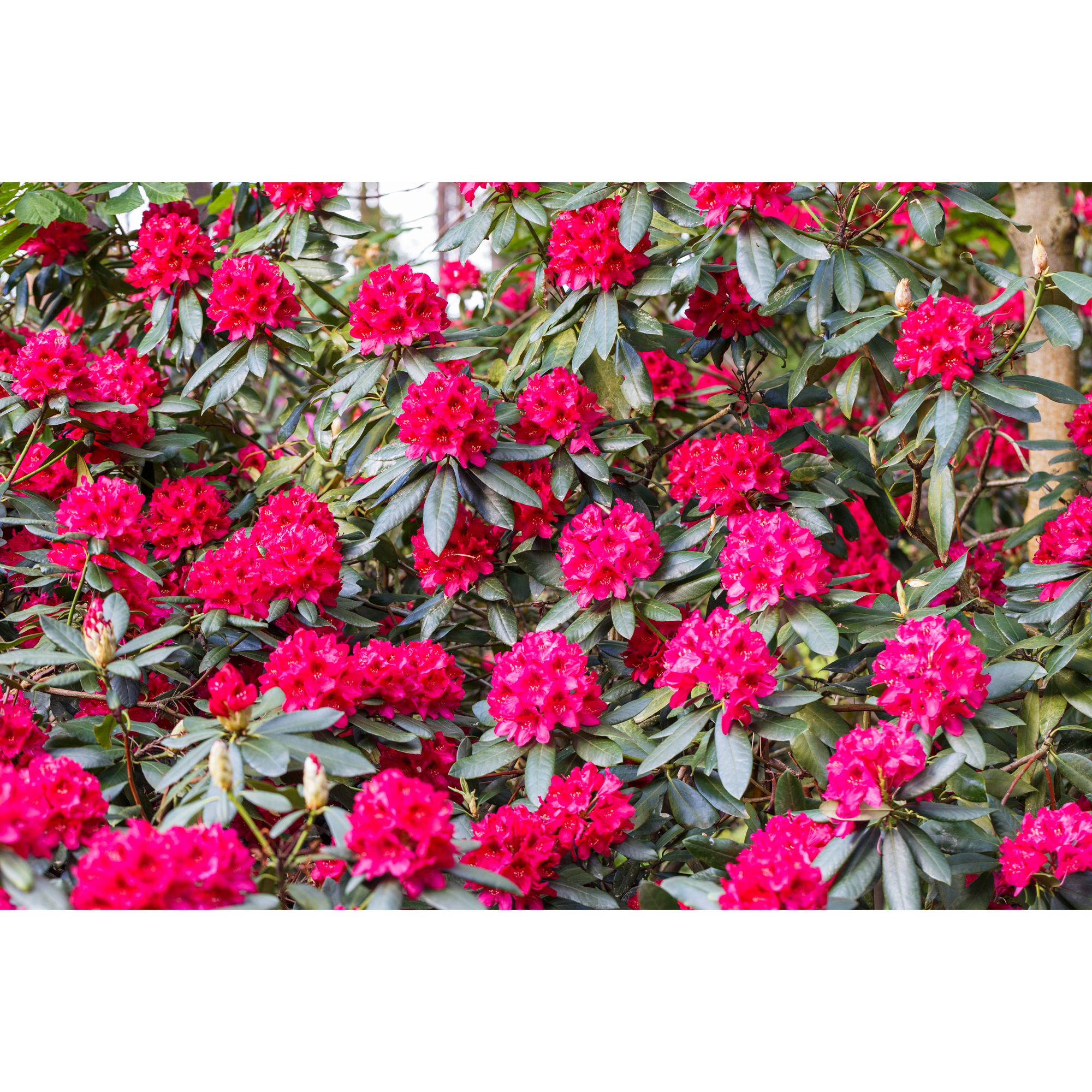 Rhododendron Omnia Garden Nova Zembla Rödrosa Buske 30-40 cm