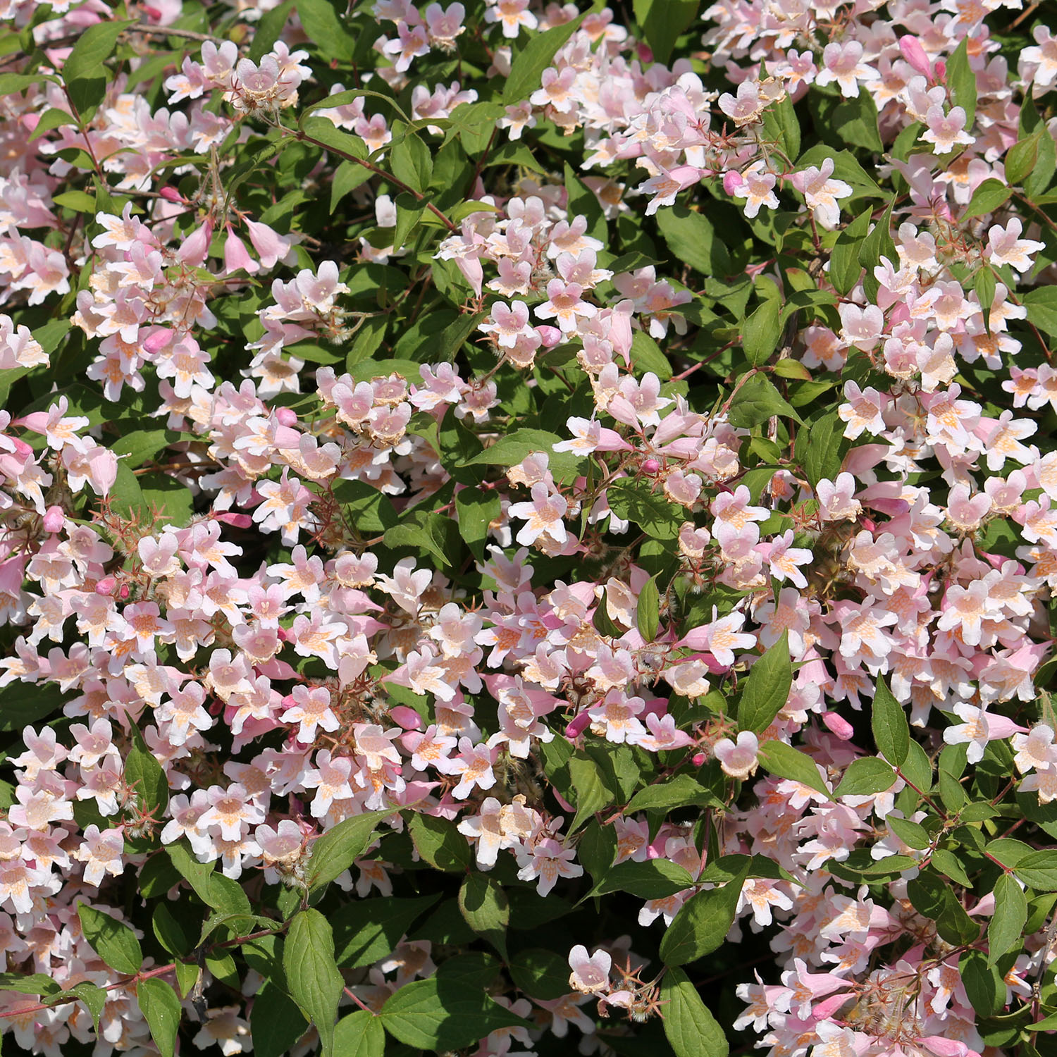 Paradisbuske Omnia Garden Solitär Prydnadsbuske Rosa Blomning 125-150 cm