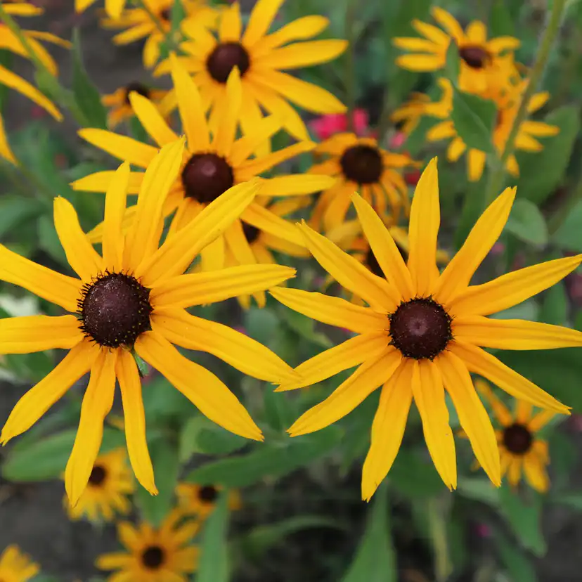 Planta Strålrudbeckia Omnia Garden Goldtrum