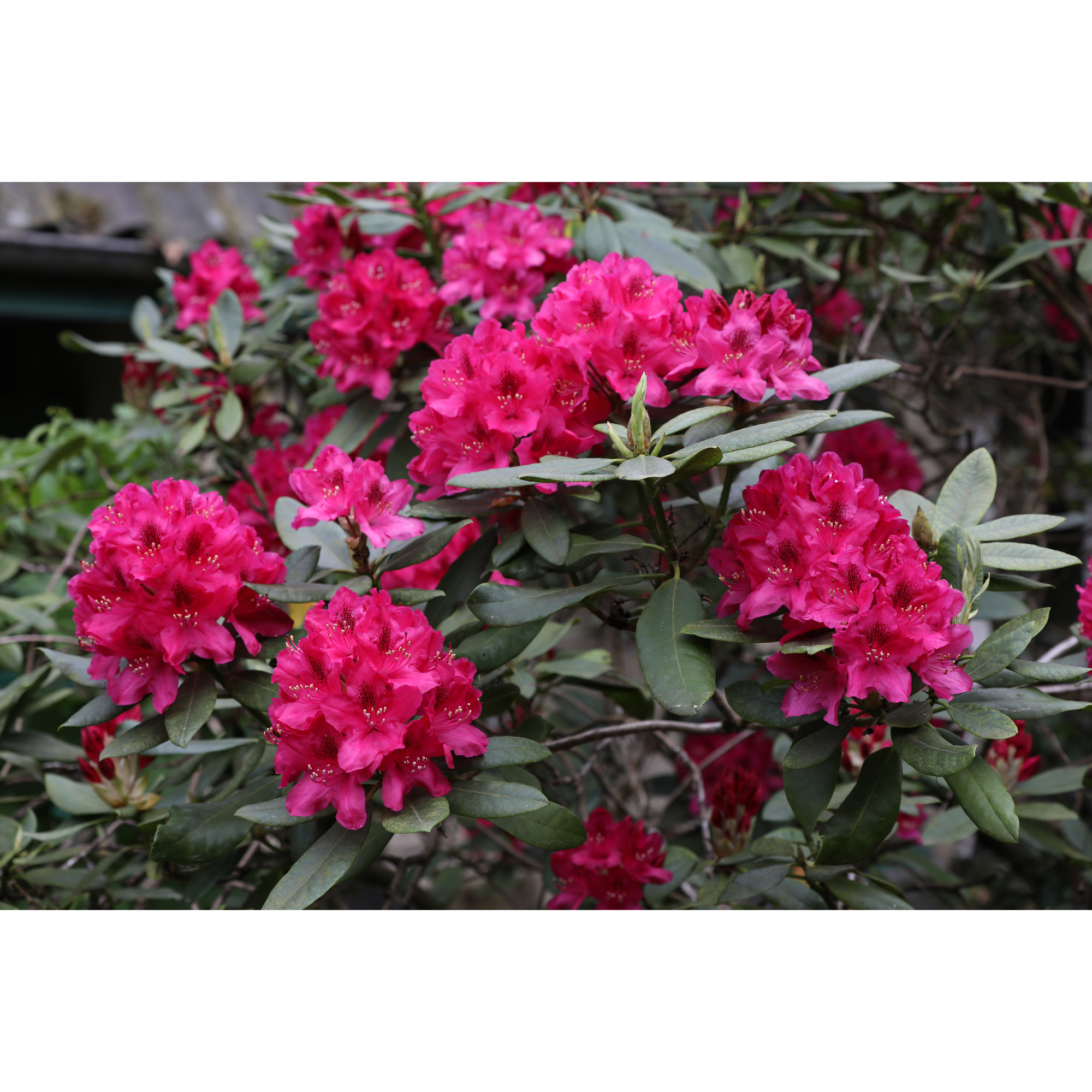 Rhododendron Omnia Garden Nova Zembla Rödrosa Buske 30-40 cm