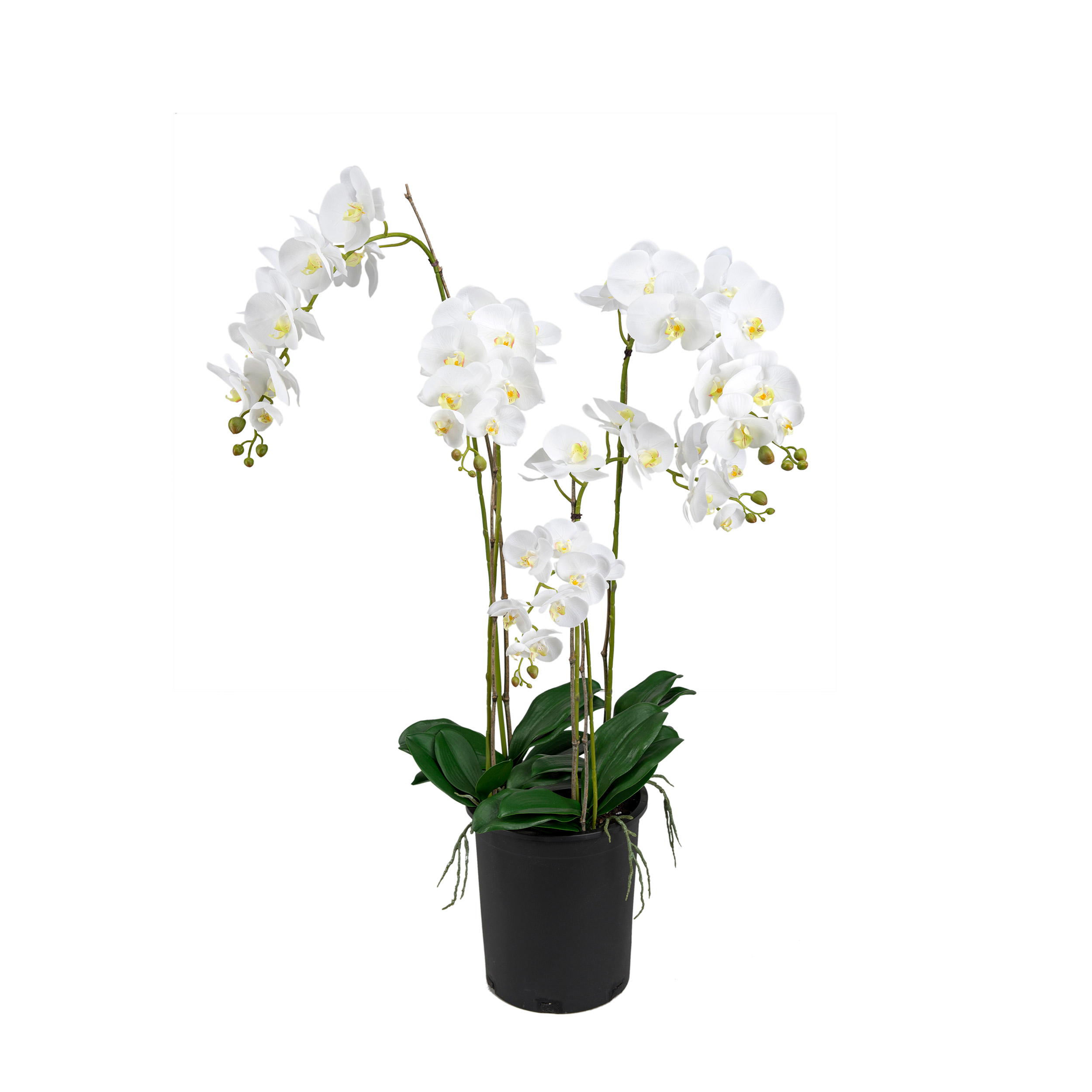 Konstväxt Mr Plant Phalaenopsis 130