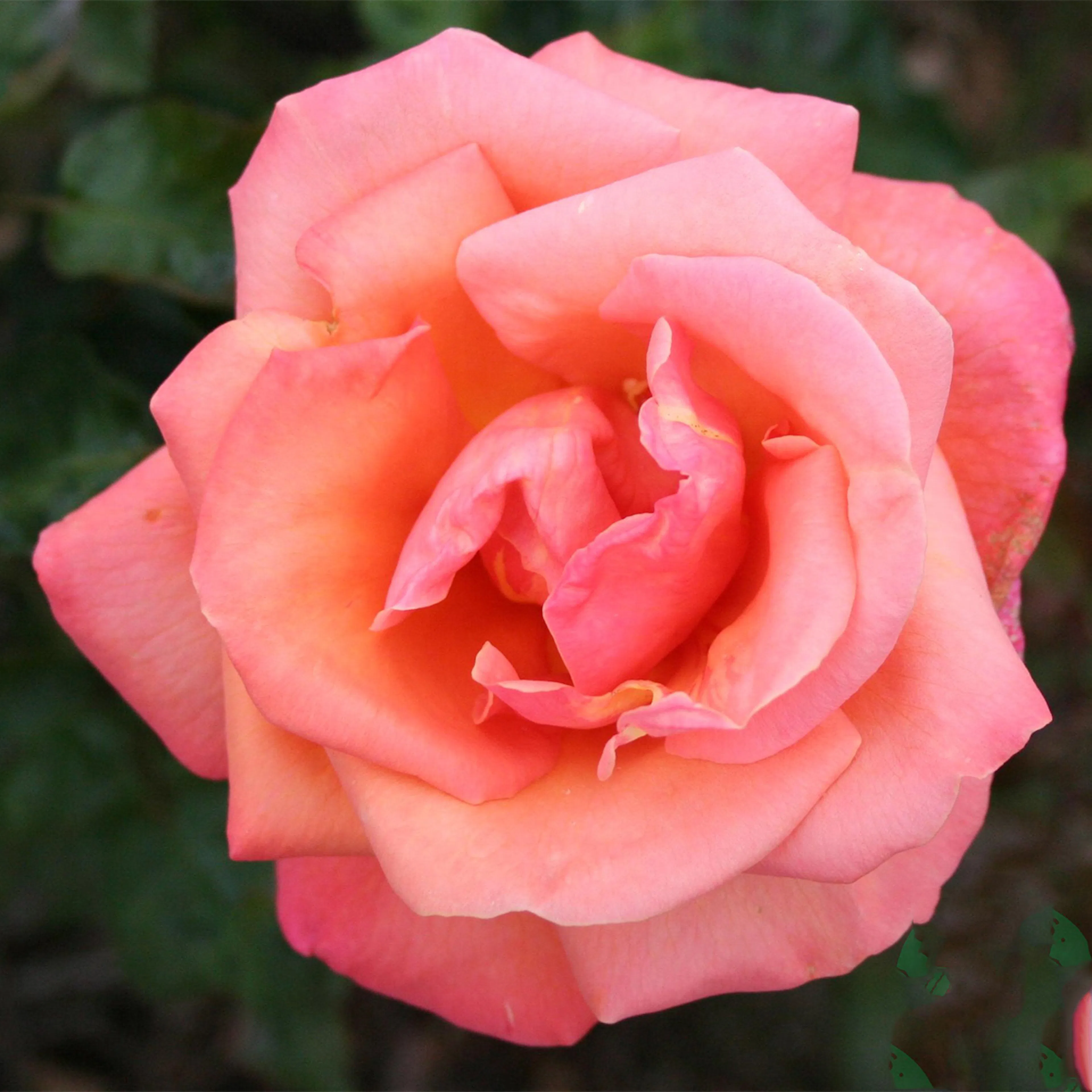 Rosa "Troika", 5-pack 5-pack