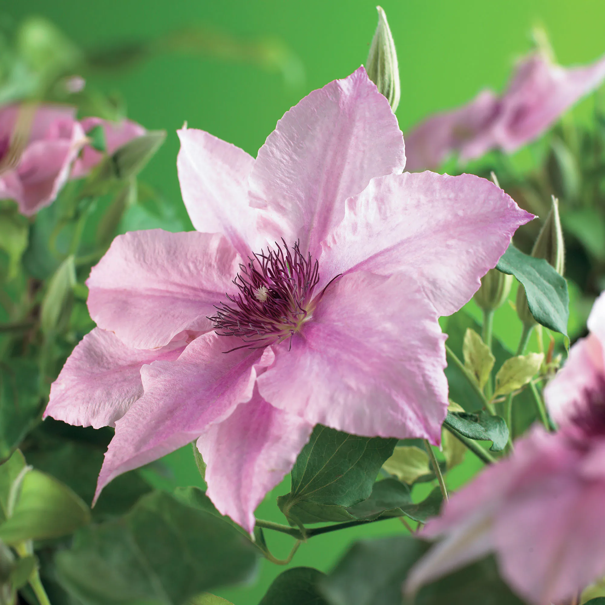Klätterväxt Klematis Omnia Garden Pink Fantasy 40-60 cm