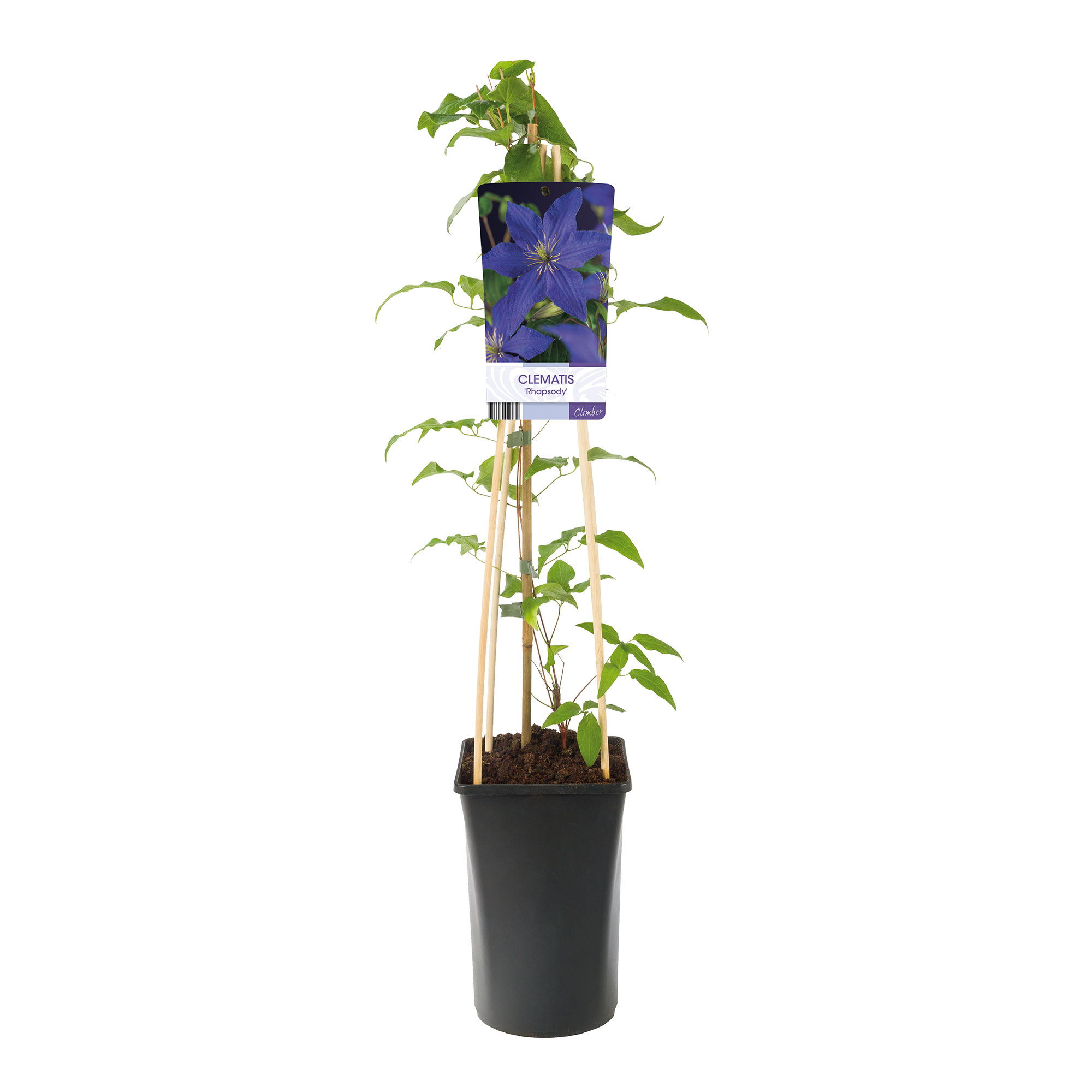 Klätterväxt Klematis Omnia Garden Rhapsody 40-60 cm