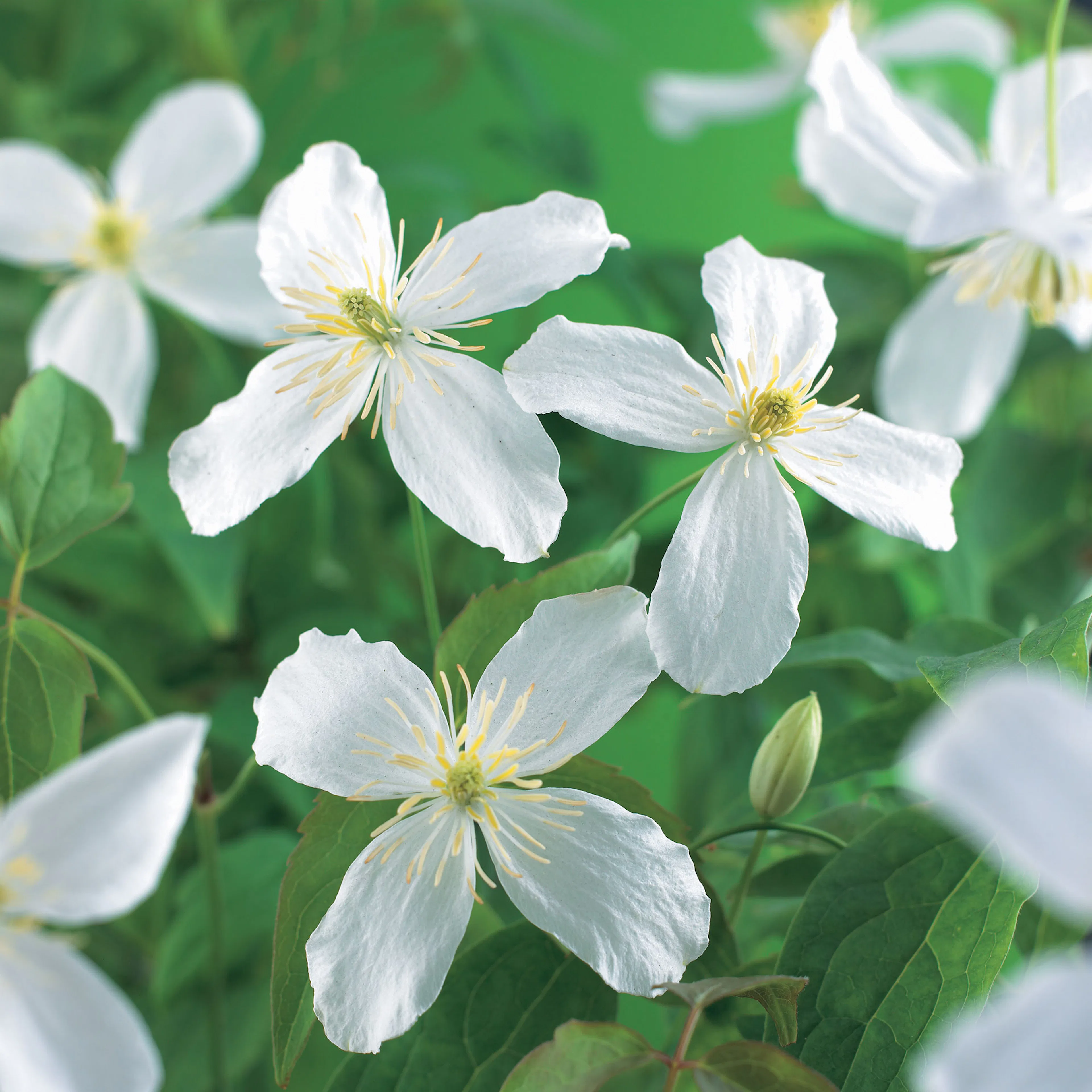 Klätterväxt Vit Bergklematis Omnia Garden Grandiflora 40-60 cm