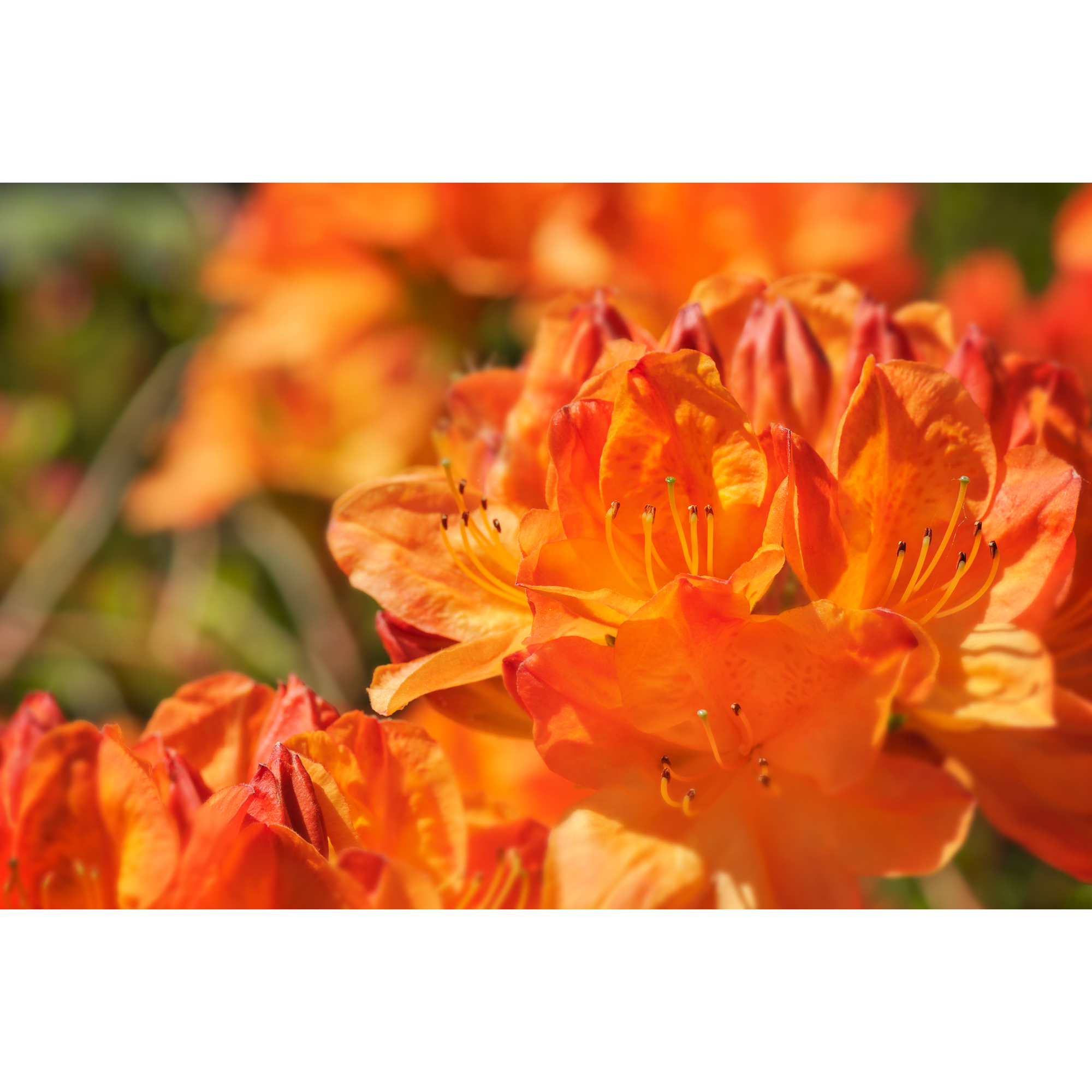Rhododendron Azalea Omnia Garden Knaphill Golden Eagle Orange Buske 30-40 cm
