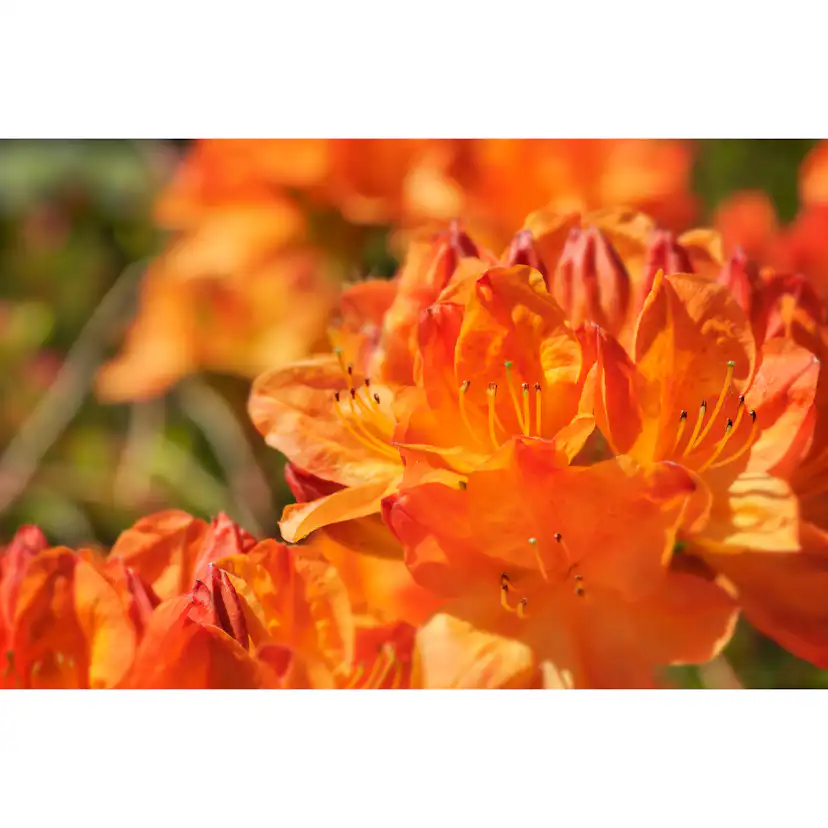 Rhododendron Azalea Omnia Garden Knaphill Golden Eagle Orange Buske 30-40 cm