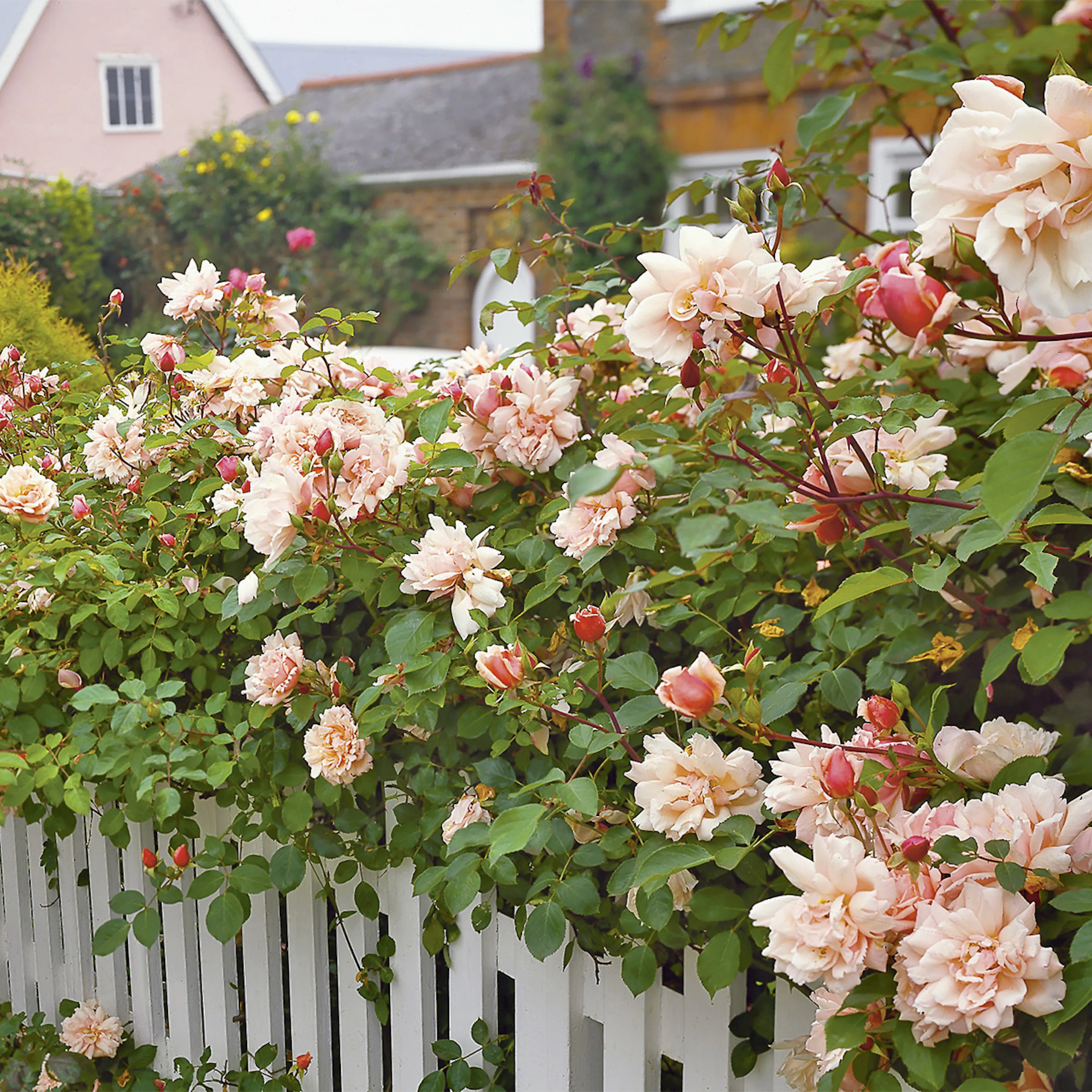 Rosa "Albertine", 5-pack 5-pack